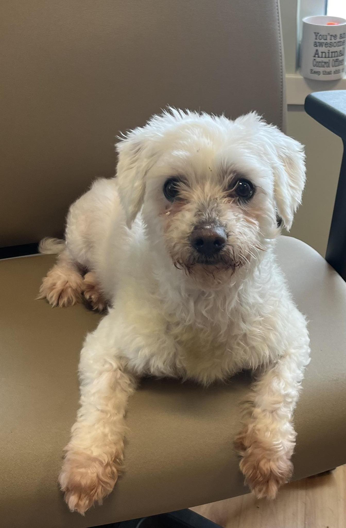 Sylvester Stallone, an adoptable Maltese, Poodle in New Milford, CT, 06776 | Photo Image 5
