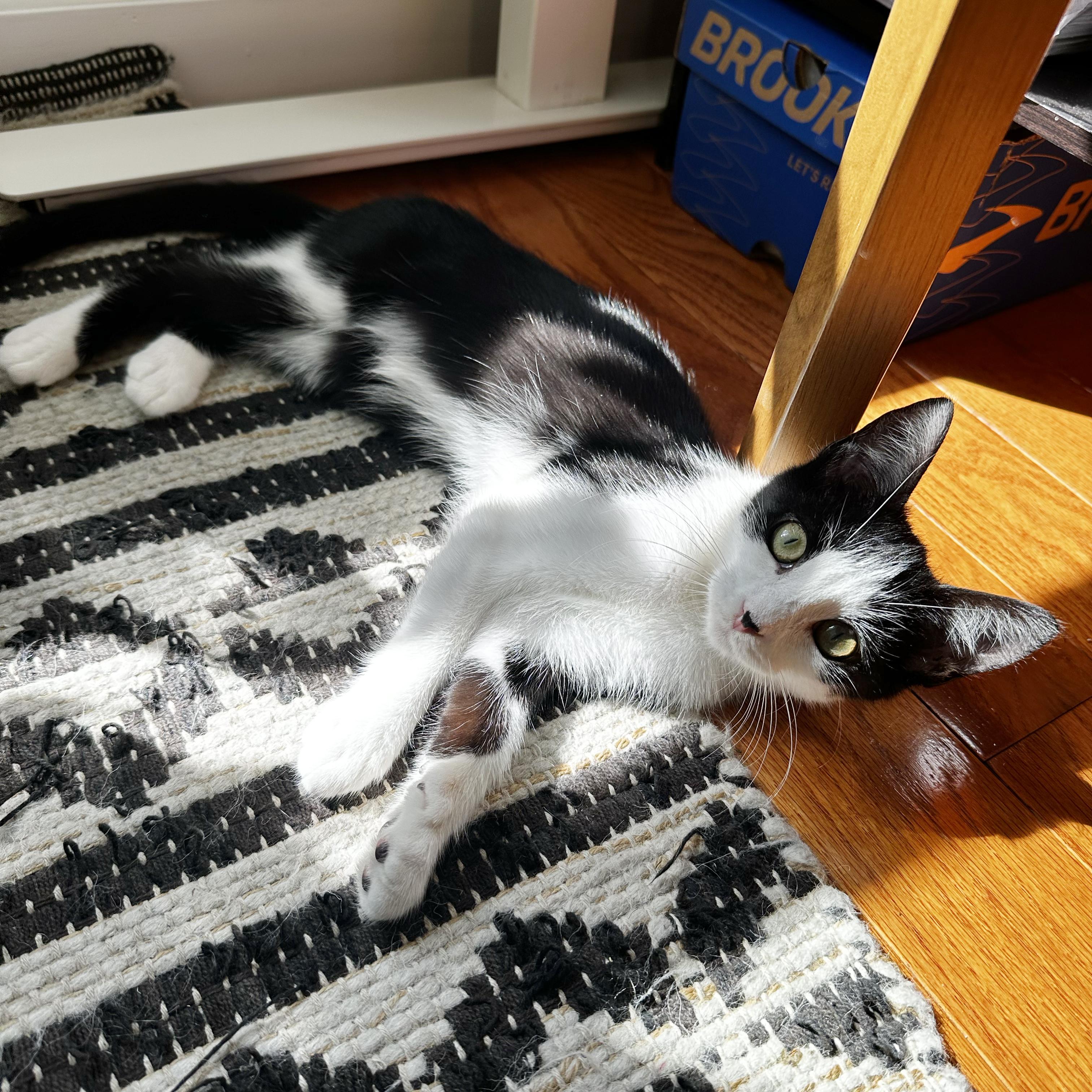 Cat for adoption - Vermont, a Domestic Short Hair in