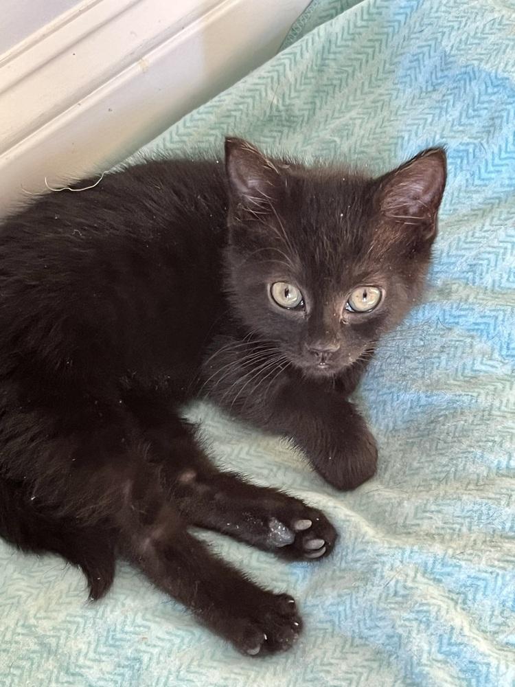 Enlarge Molly, a Adoptable Domestic Short Hair in Emerald Isle, NC image 1/2