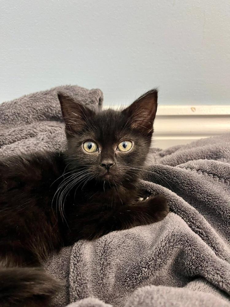 Enlarge Molly, a Adoptable Domestic Short Hair in Emerald Isle, NC image 2/2