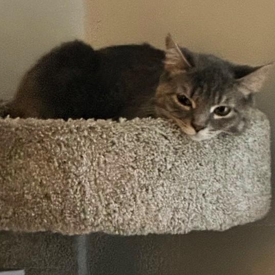Luna, a ADOPTABLE Domestic Short Hair in Johnson City, TN image 4/4