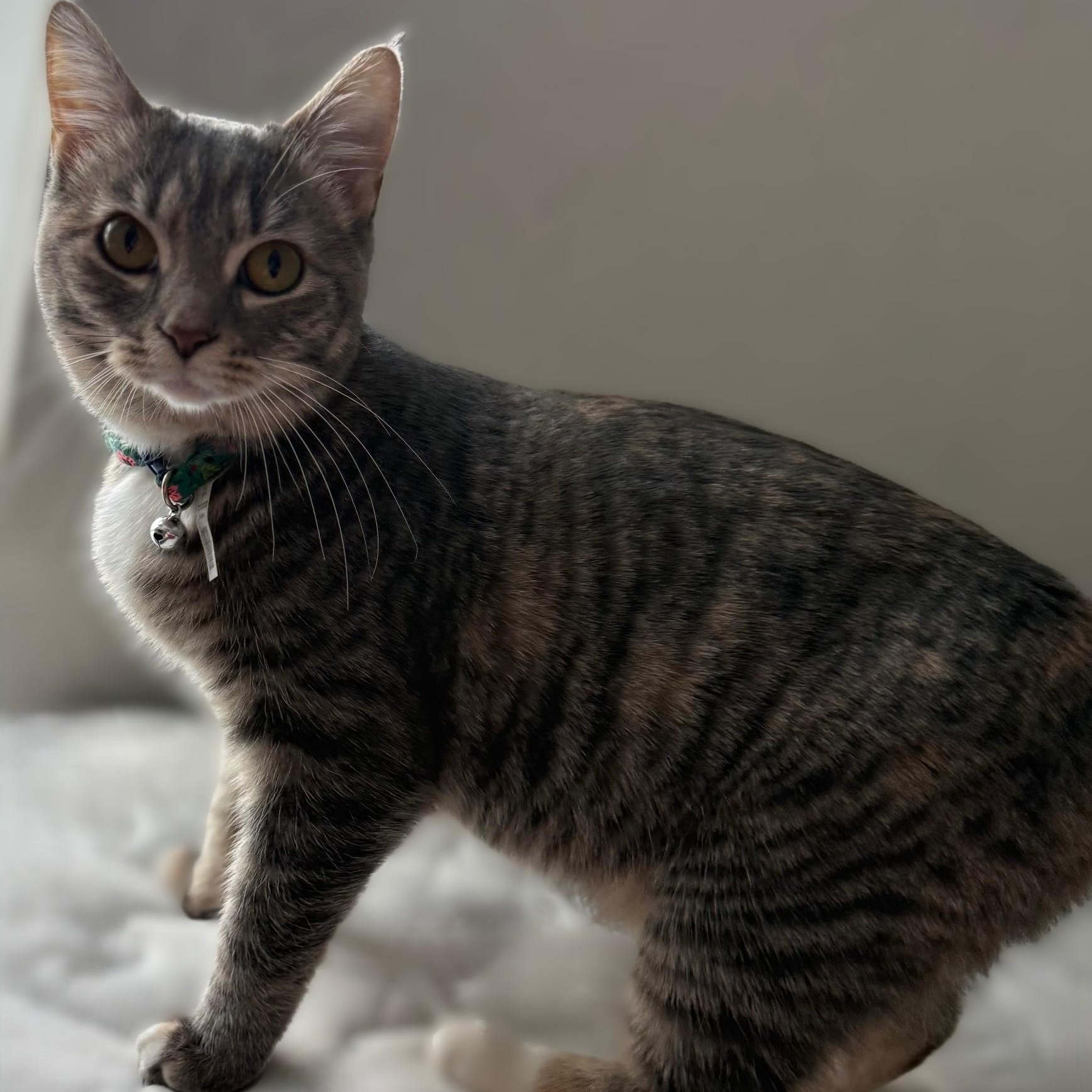 Luna, a ADOPTABLE Domestic Short Hair in Johnson City, TN image 3/4