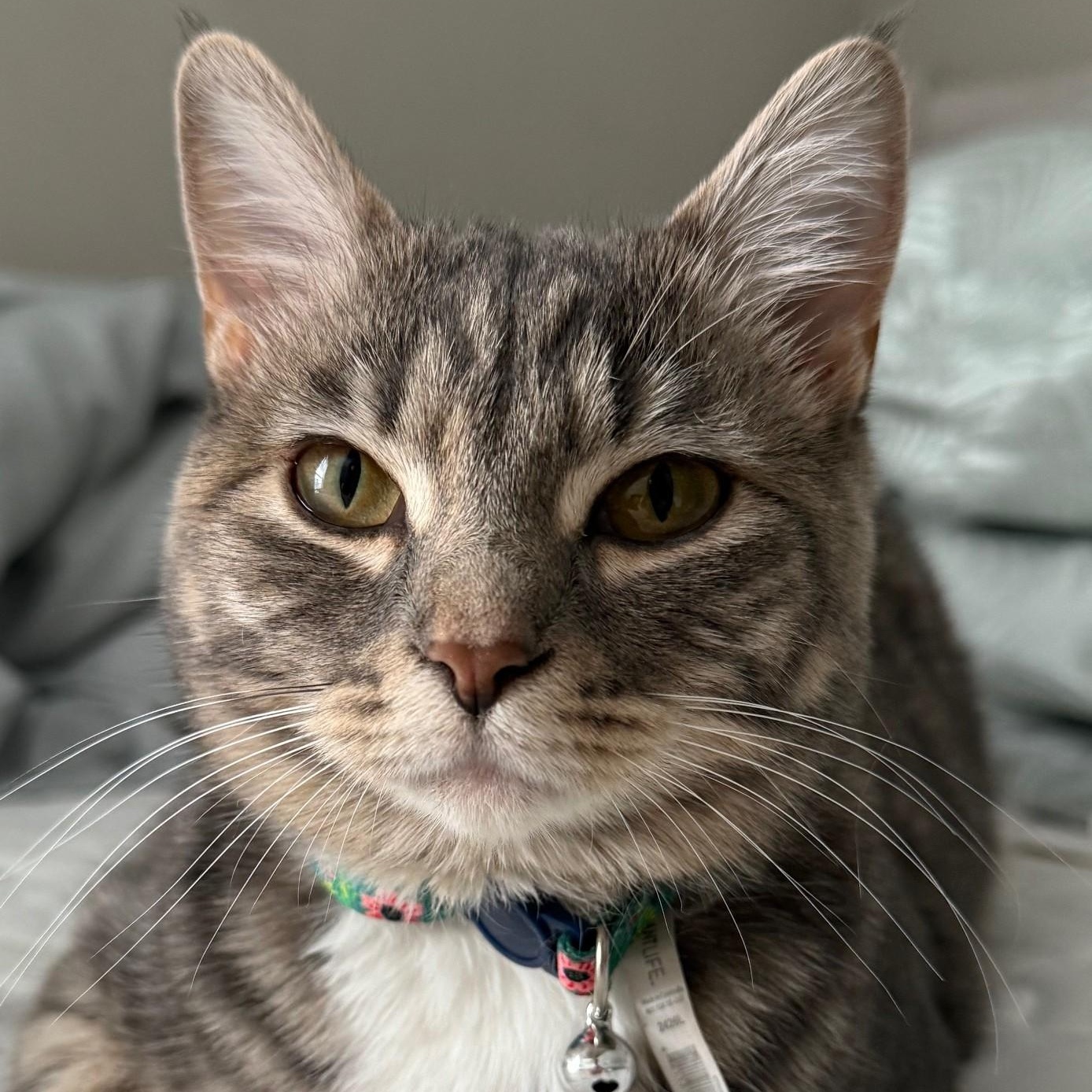 Luna, a ADOPTABLE Domestic Short Hair in Johnson City, TN image 1/4