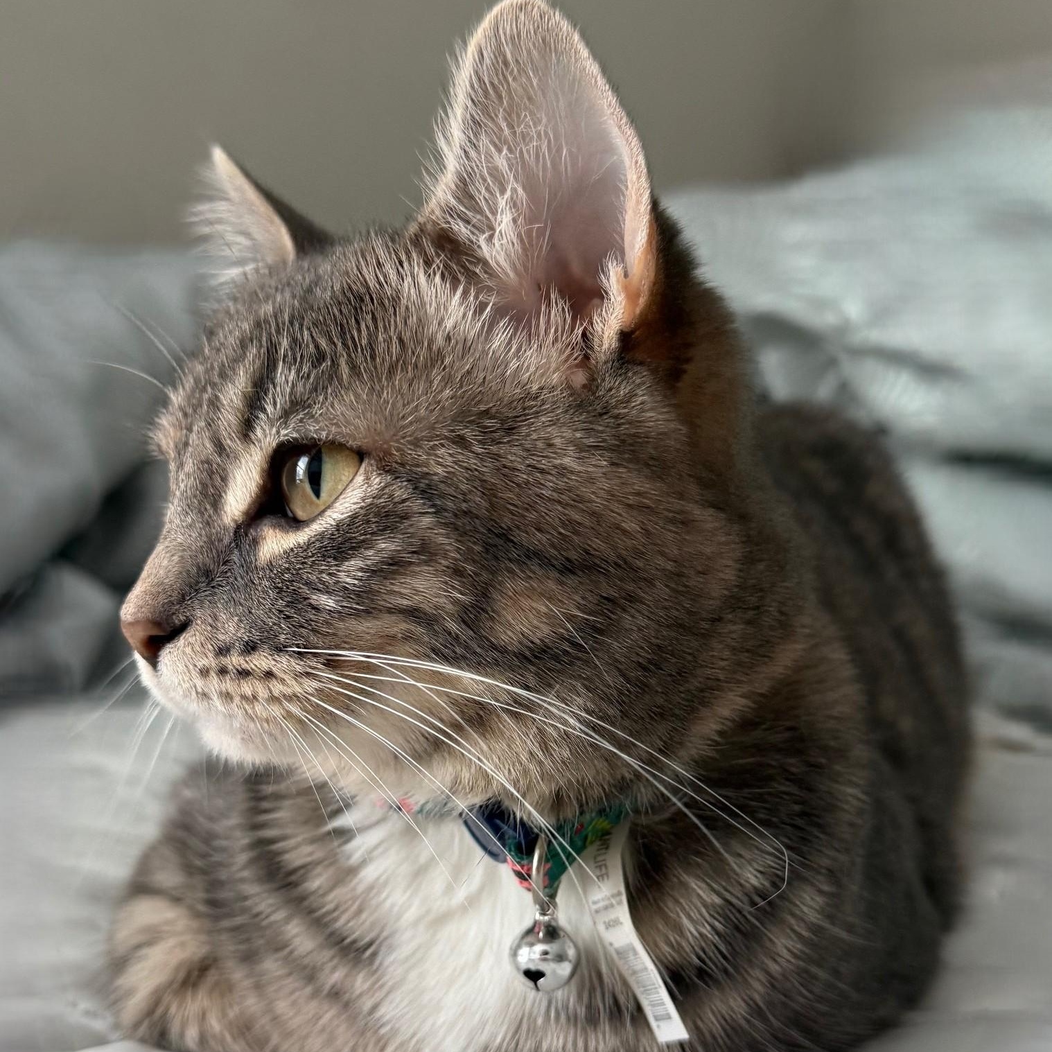 Luna, a ADOPTABLE Domestic Short Hair in Johnson City, TN image 2/4