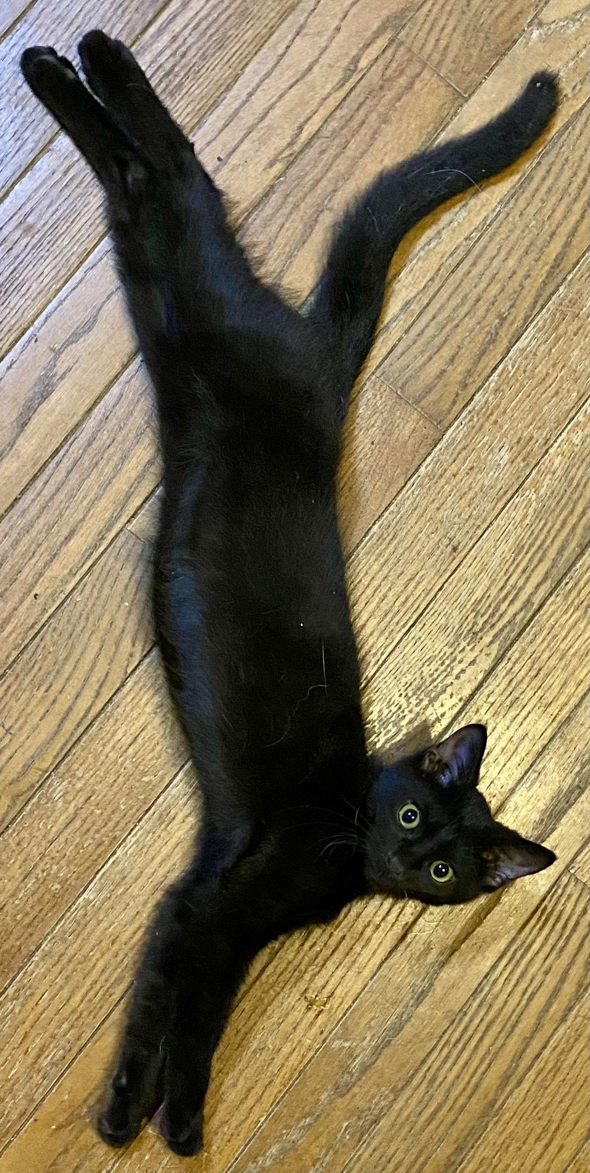 Enlarge Kyle, a Adoptable Domestic Short Hair in Versailles, KY image 1/1