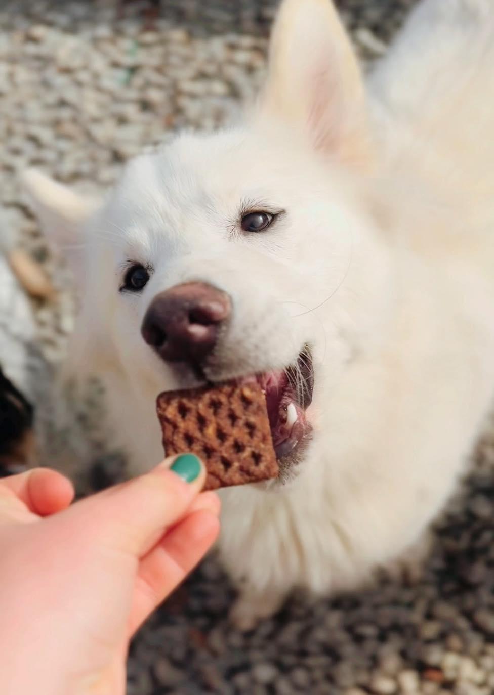 Castle 2.0, an adoptable German Shepherd Dog, Samoyed in SYLVANIA, GA, 30467 | Photo Image 4