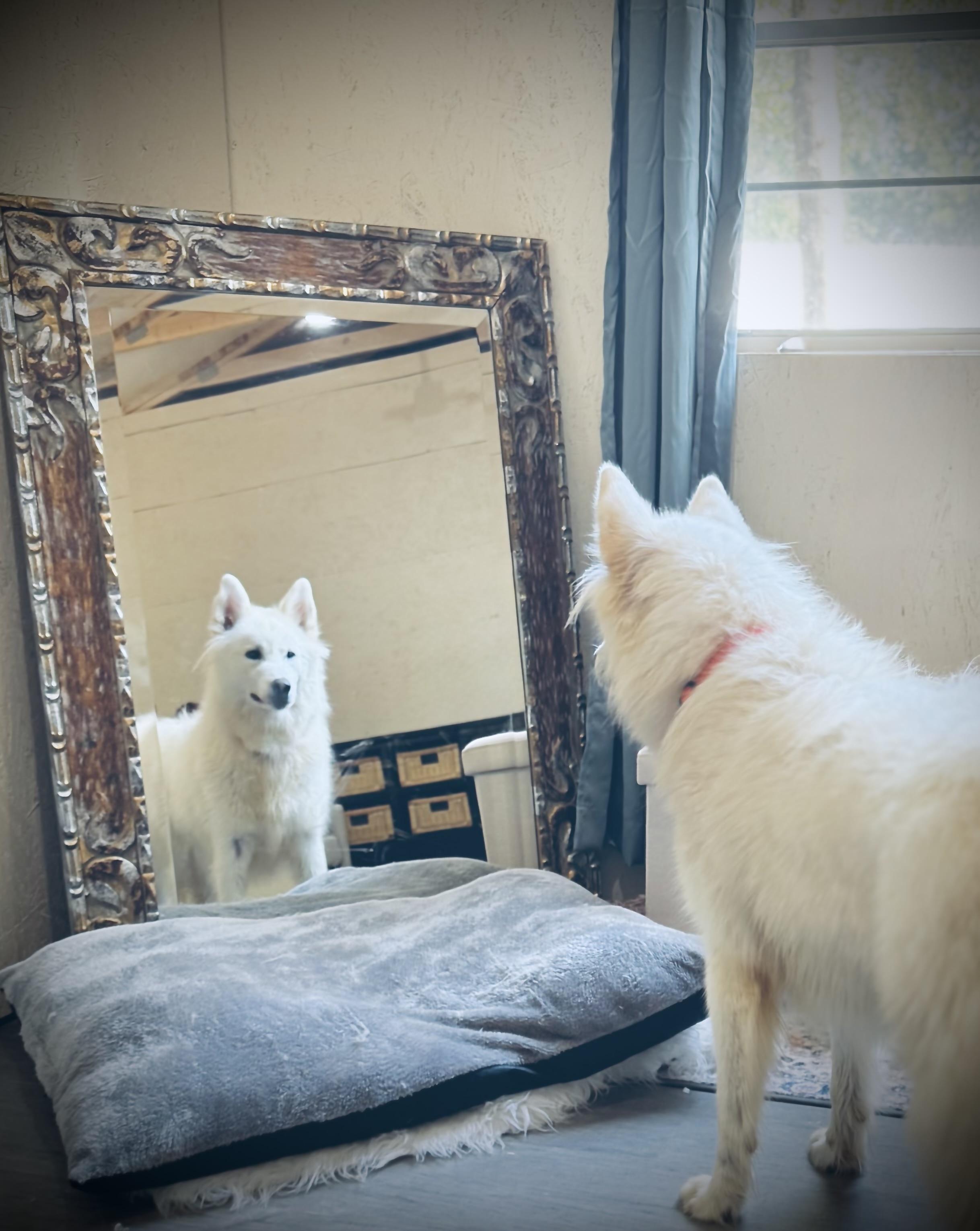 Castle 2.0, an adoptable German Shepherd Dog, Samoyed in SYLVANIA, GA, 30467 | Photo Image 1