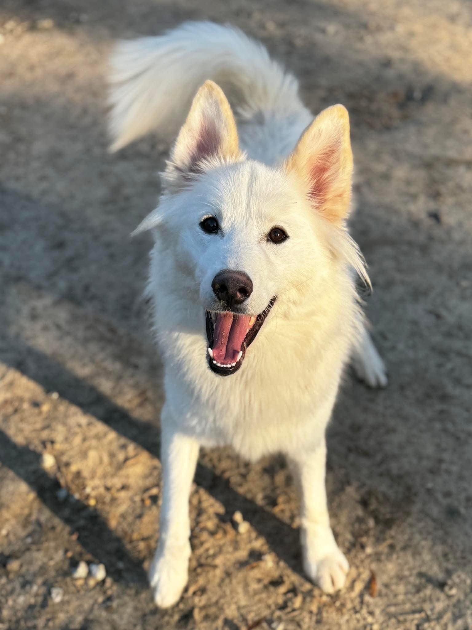 Castle 2.0, an adoptable German Shepherd Dog, Samoyed in SYLVANIA, GA, 30467 | Photo Image 2