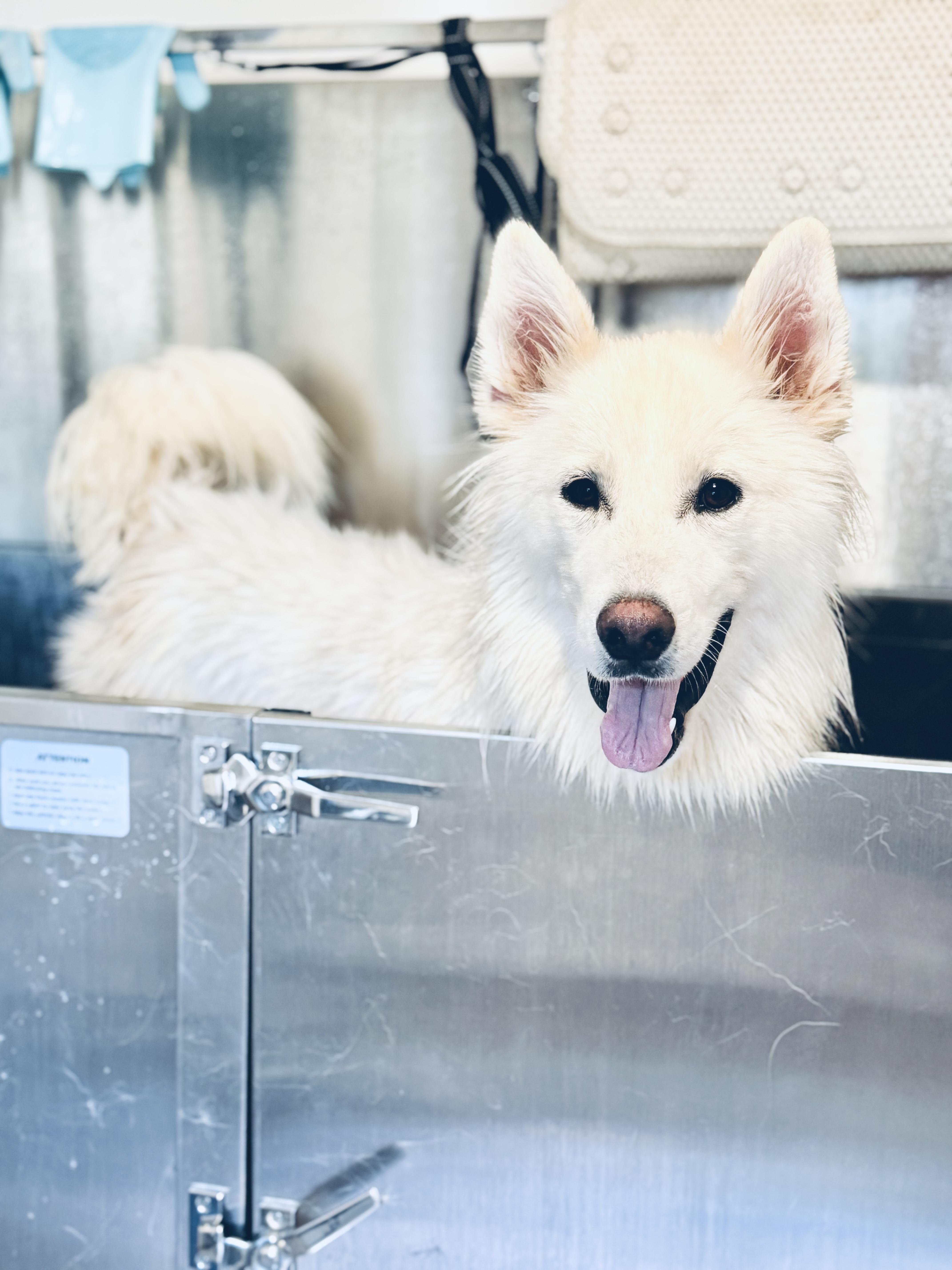 Castle 2.0, an adoptable German Shepherd Dog, Samoyed in SYLVANIA, GA, 30467 | Photo Image 5