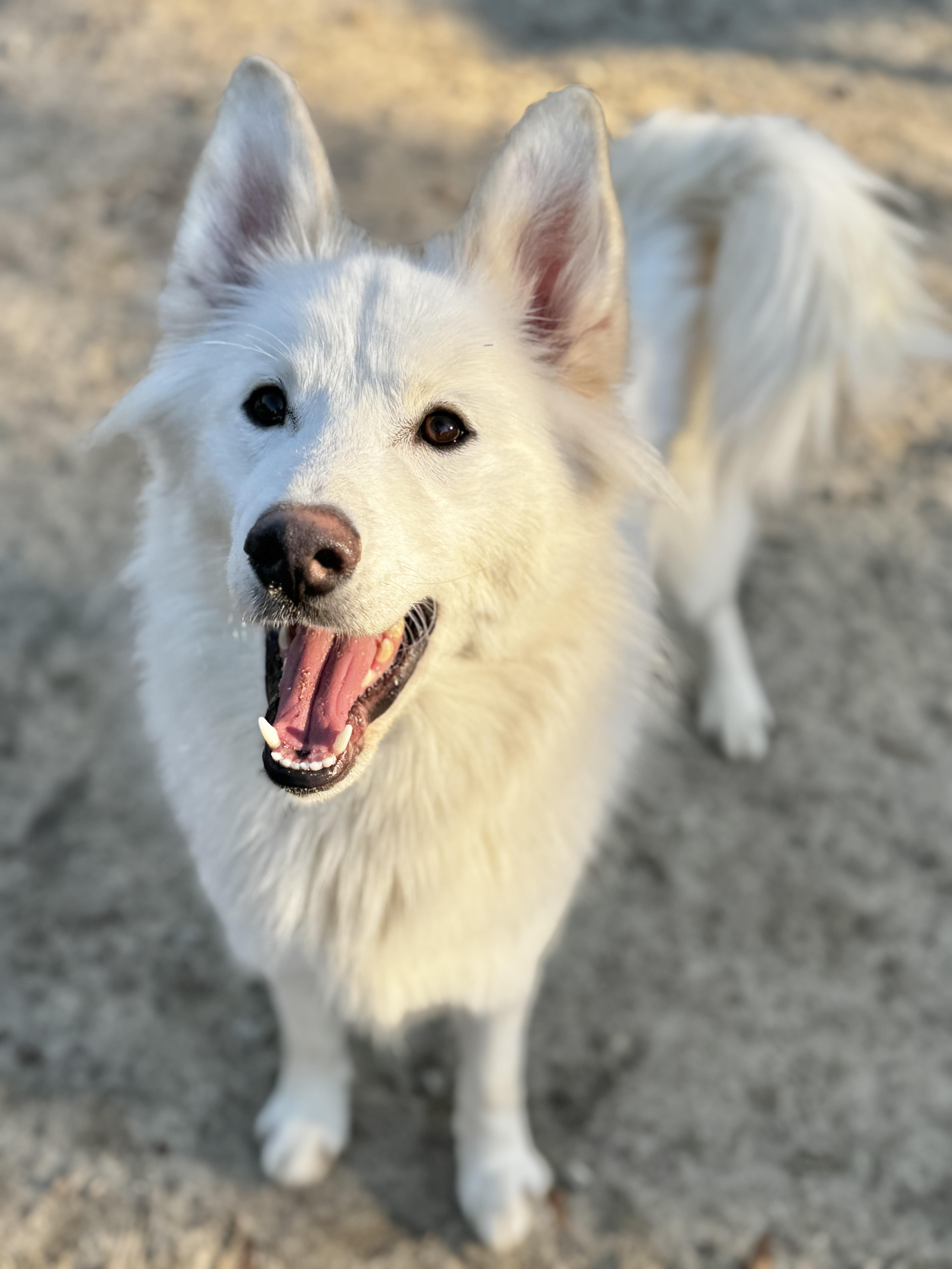Castle 2.0, an adoptable German Shepherd Dog, Samoyed in SYLVANIA, GA, 30467 | Photo Image 3