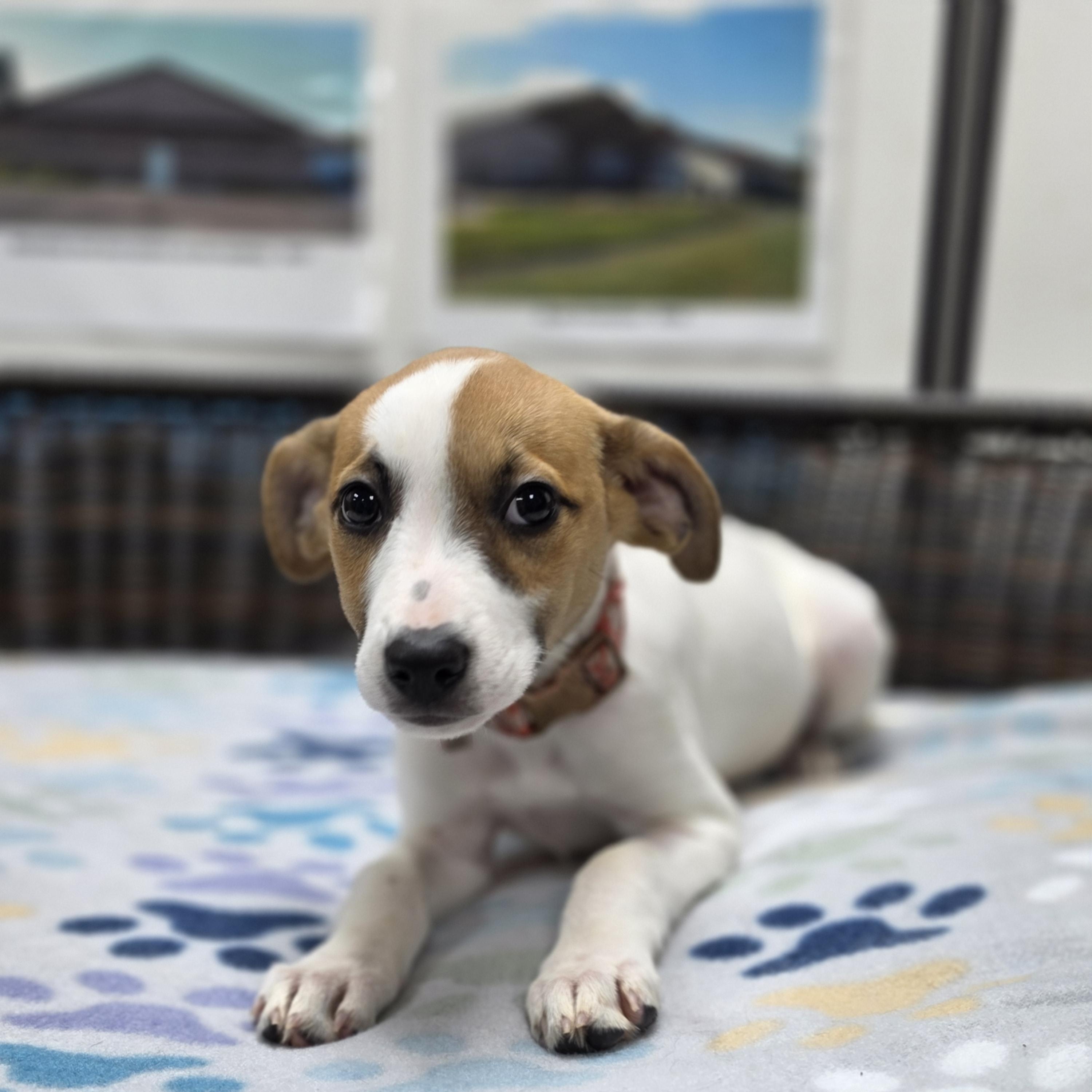 Enlarge Jess, a Adoptable mixed breed in Neillsville, WI image 1/5
