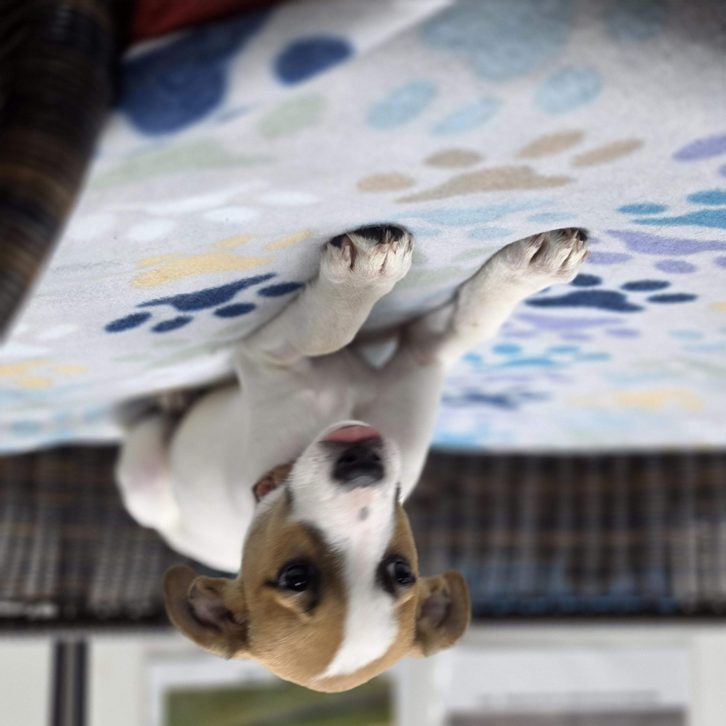 Enlarge Jess, a Adoptable mixed breed in Neillsville, WI image 2/5