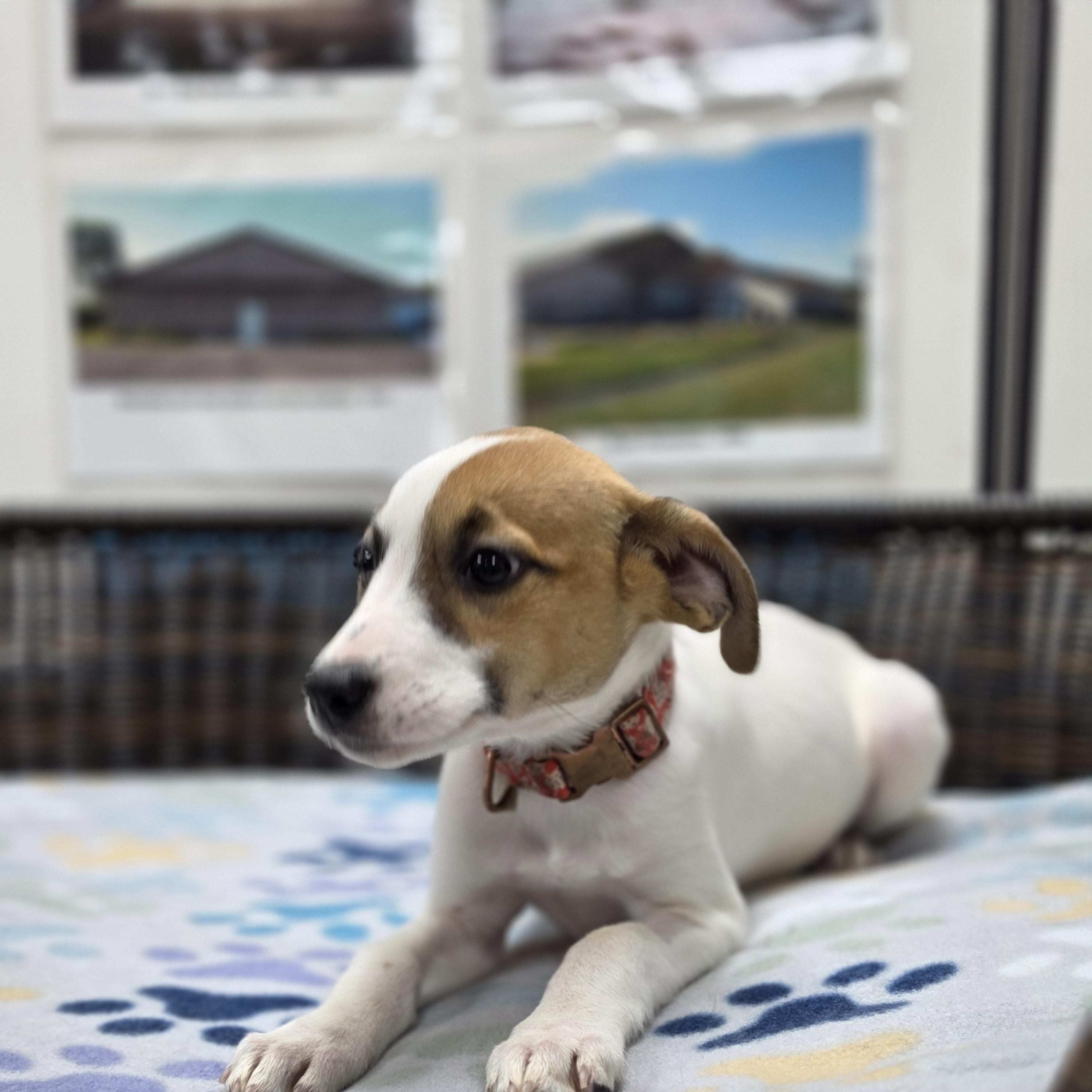 Enlarge Jess, a Adoptable mixed breed in Neillsville, WI image 3/5