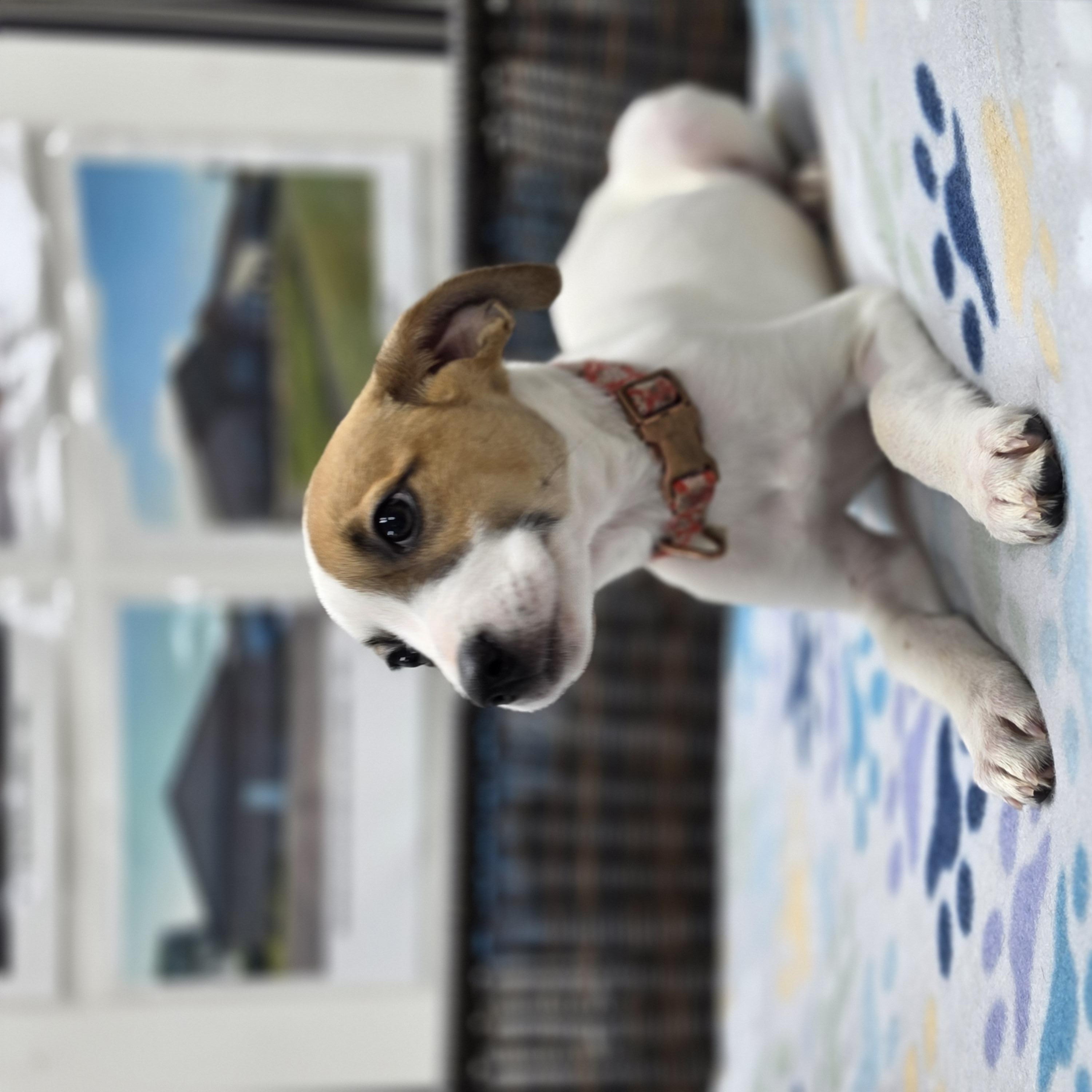 Enlarge Jess, a Adoptable mixed breed in Neillsville, WI image 4/5