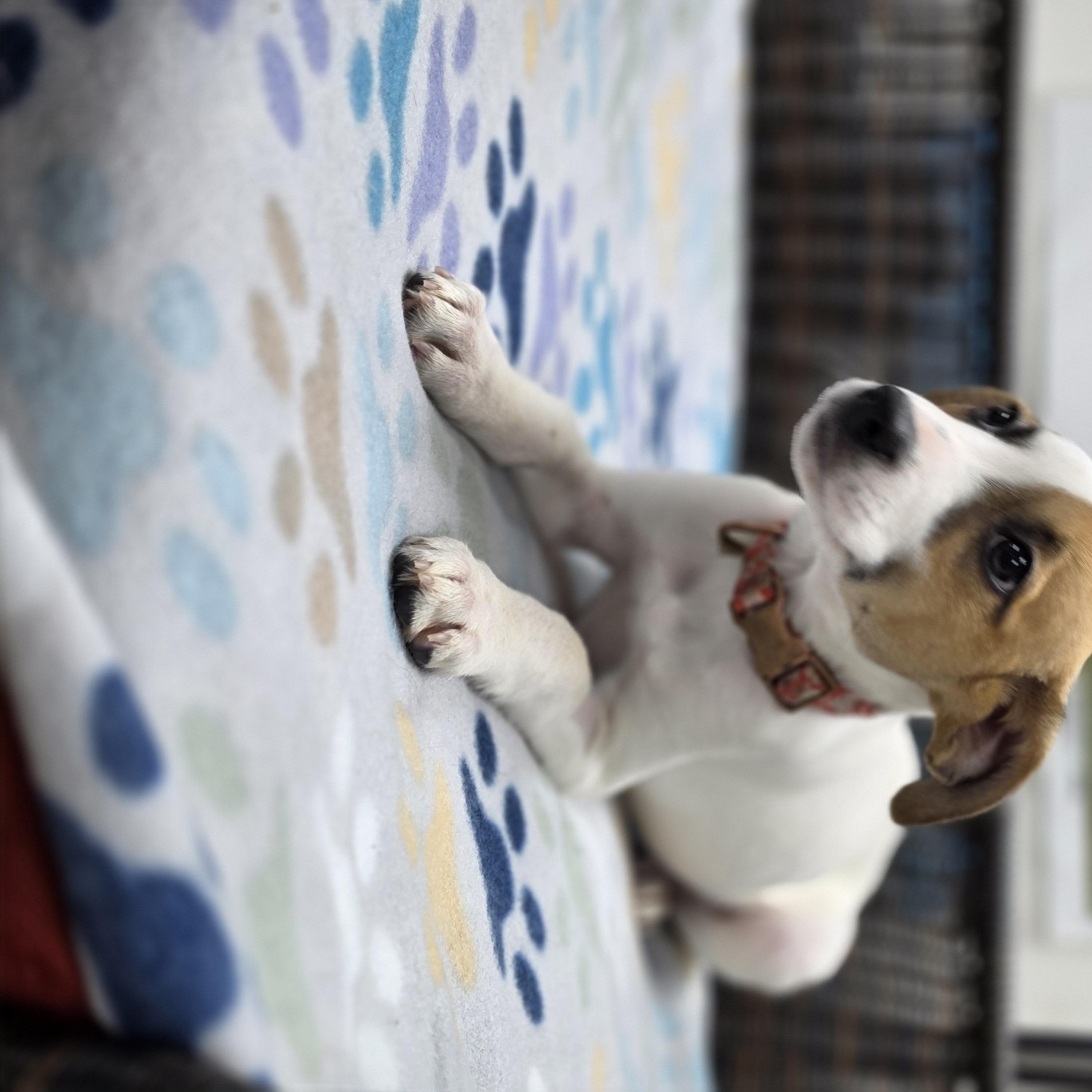 Enlarge Jess, a Adoptable mixed breed in Neillsville, WI image 5/5