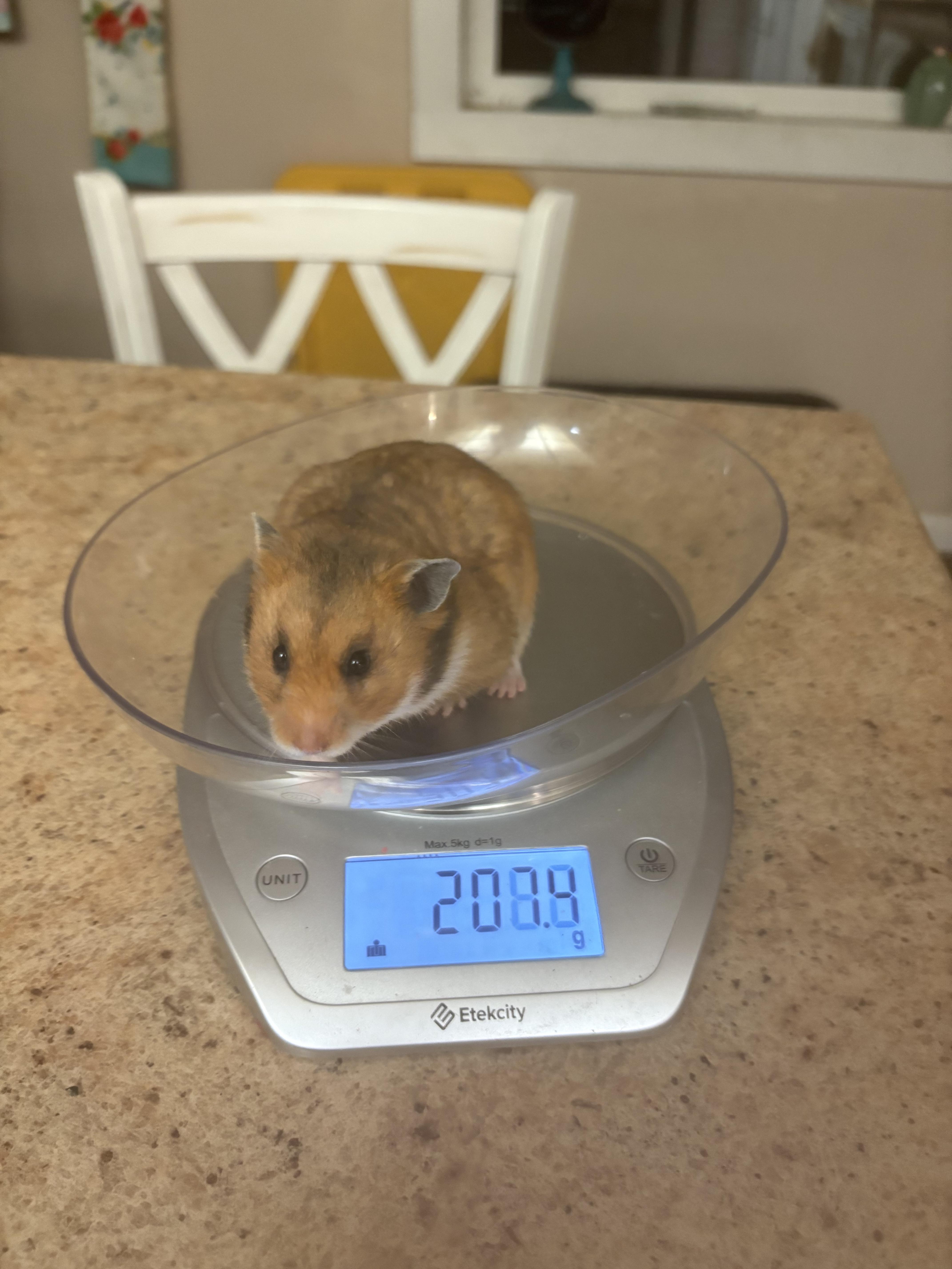 Tequila, Adoptable, Young Female Hamster & Dwarf Hamster.
