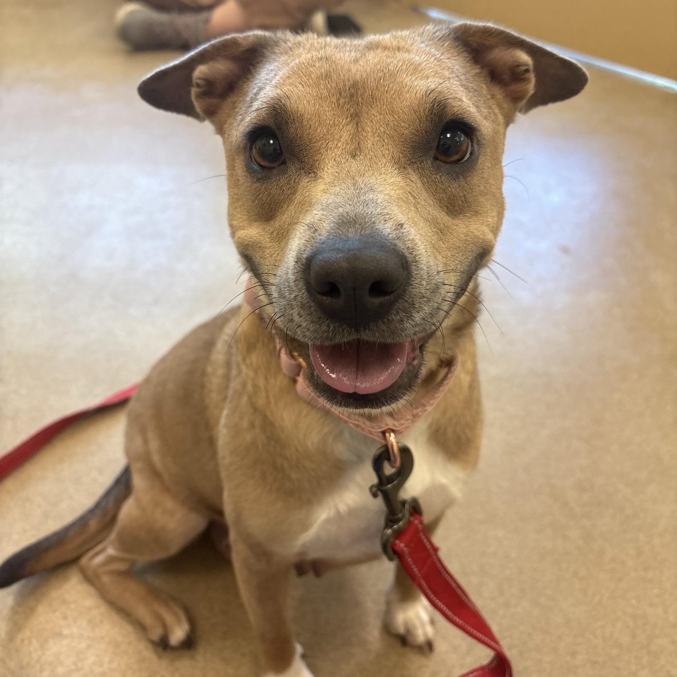 Enlarge Kaylie, a ADOPTABLE mixed breed in Eatontown, NJ image 1/1