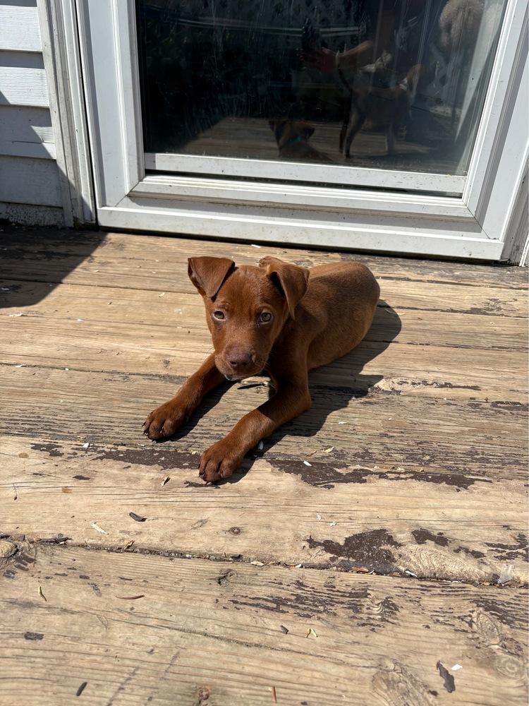 Butterscotch, Adoptable, Puppy Male Mixed Breed.