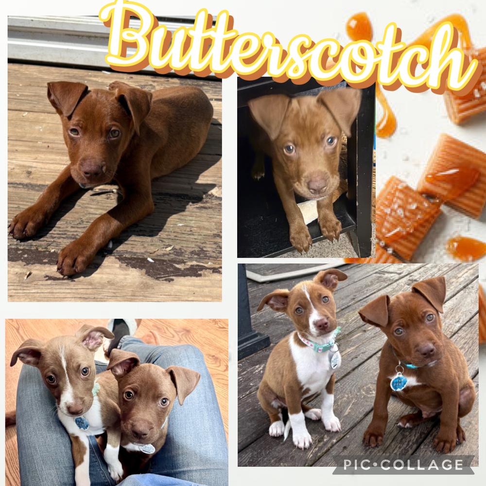Butterscotch, a Adoptable mixed breed in Amherst, NY image 2/6