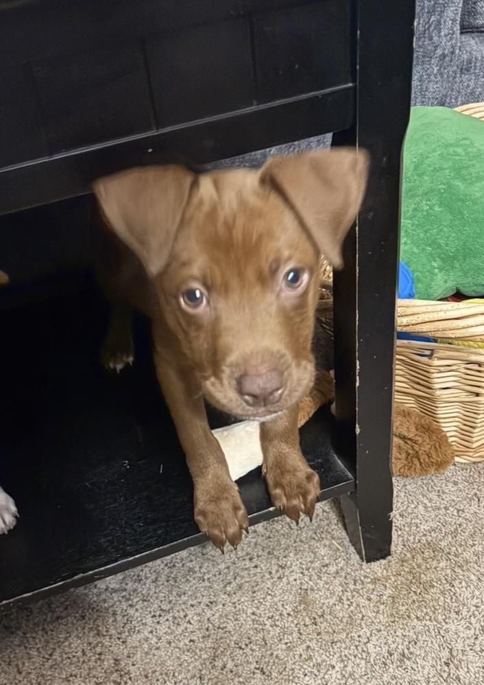 Butterscotch, a Adoptable mixed breed in Amherst, NY image 5/6