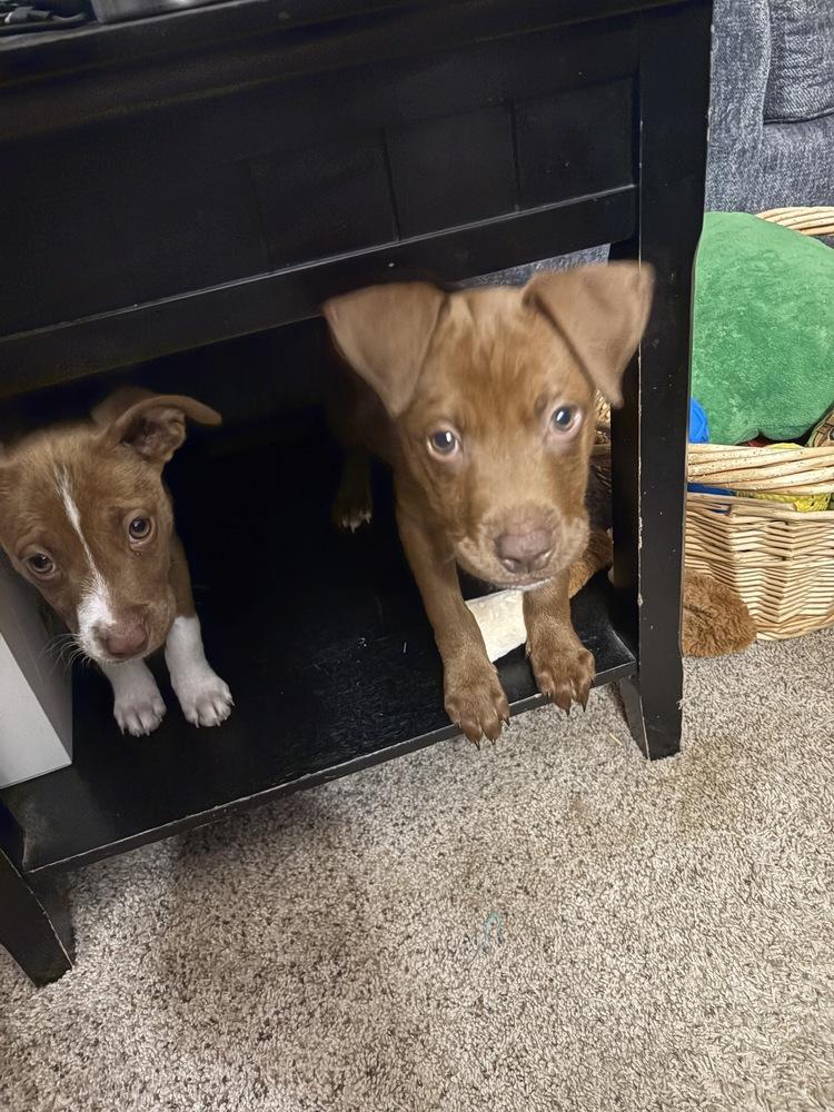 Butterscotch, a Adoptable mixed breed in Amherst, NY image 6/6