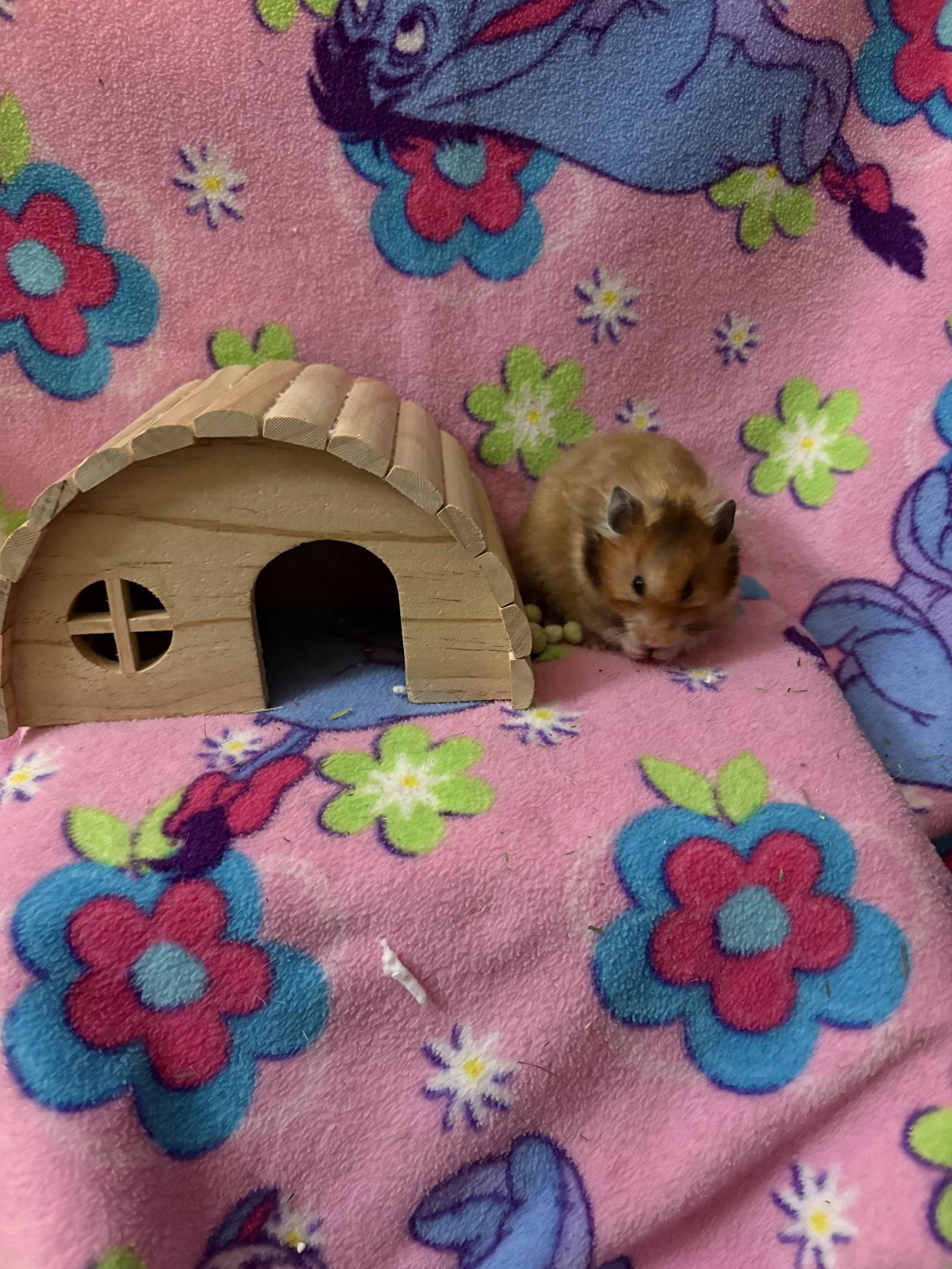 Maple, Adopted, Adult Female Hamster.