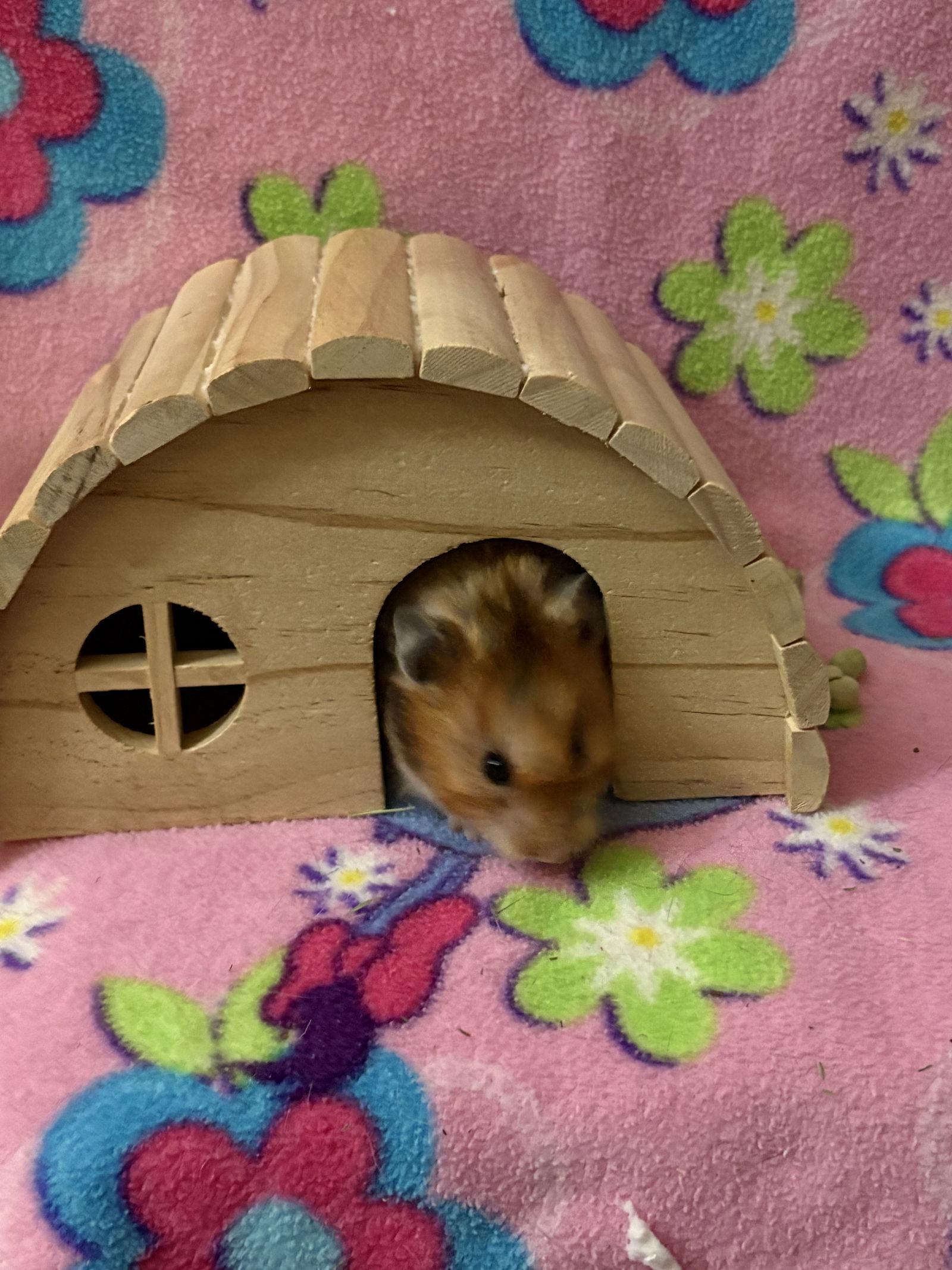 Maple, a Adopted Hamster in Frederick, MD image 2/3