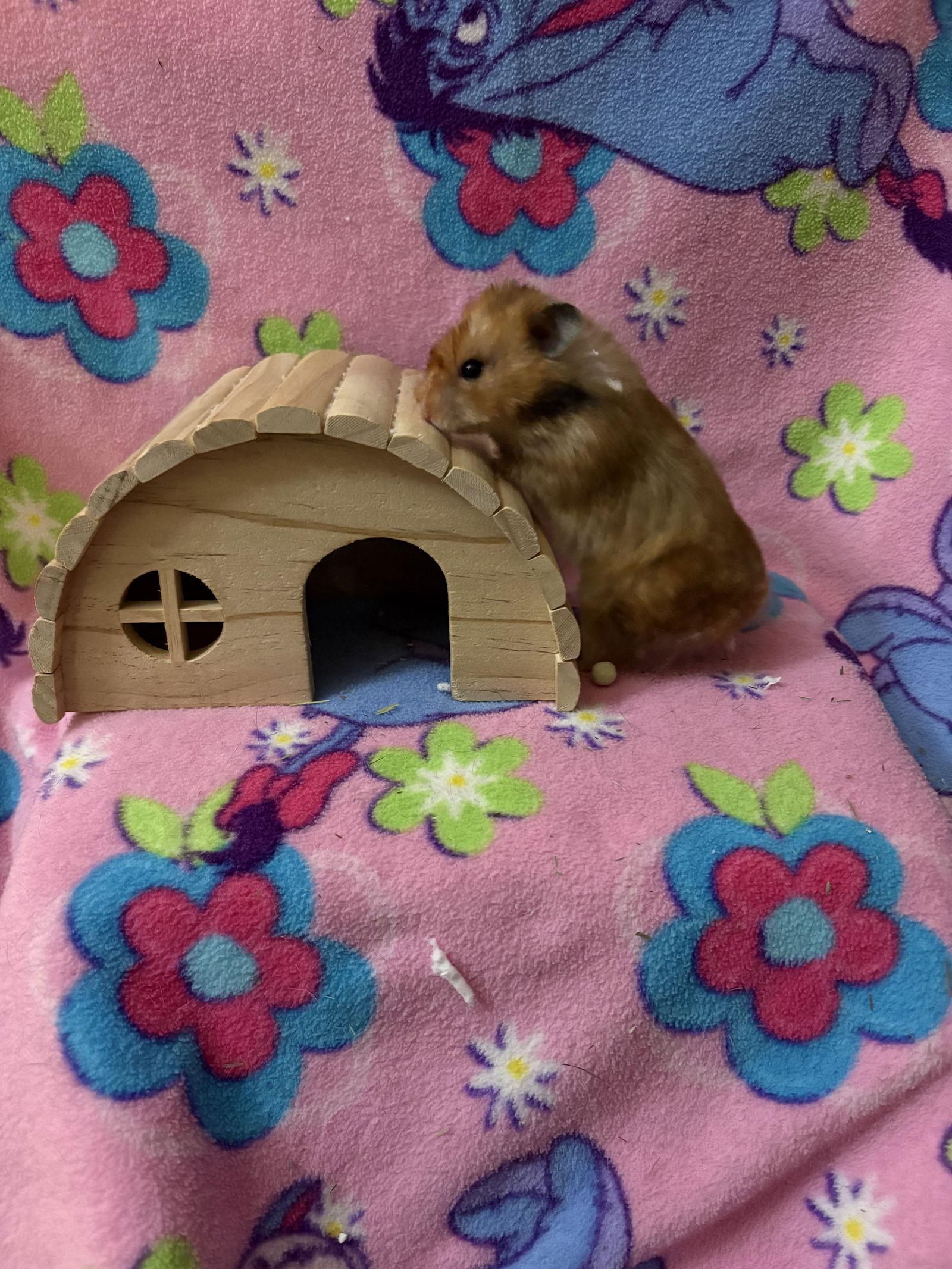 Maple, a Adopted Hamster in Frederick, MD image 3/3