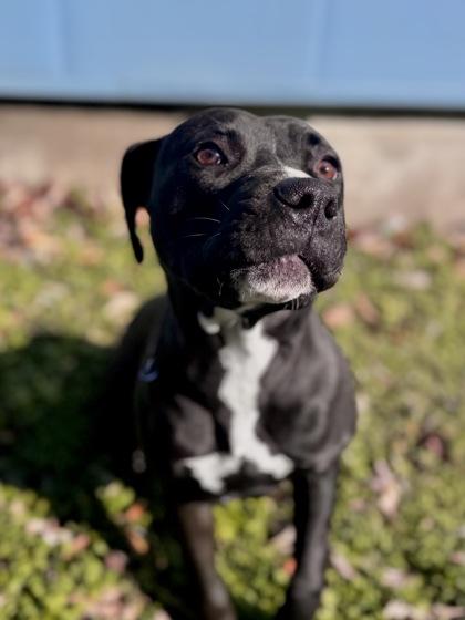 Dove (Underdog, New Leash On Life), Adoptable, Adult Female Mixed Breed & Mixed Breed.