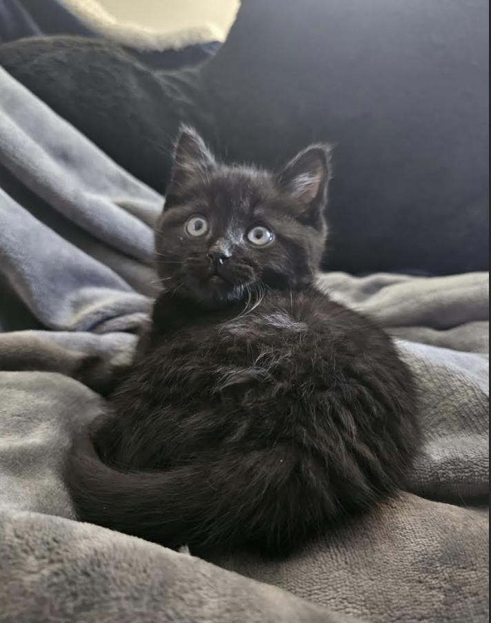 Enlarge Brice , a ADOPTABLE mixed breed in New York, NY image 1/4