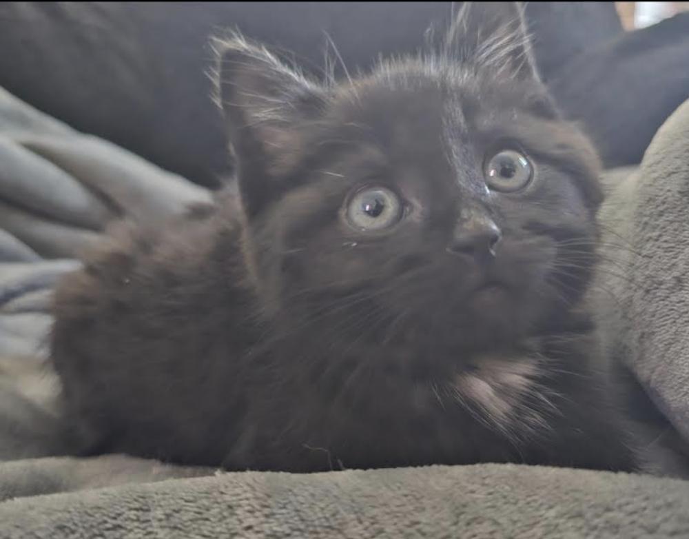 Enlarge Brice , a ADOPTABLE mixed breed in New York, NY image 3/4