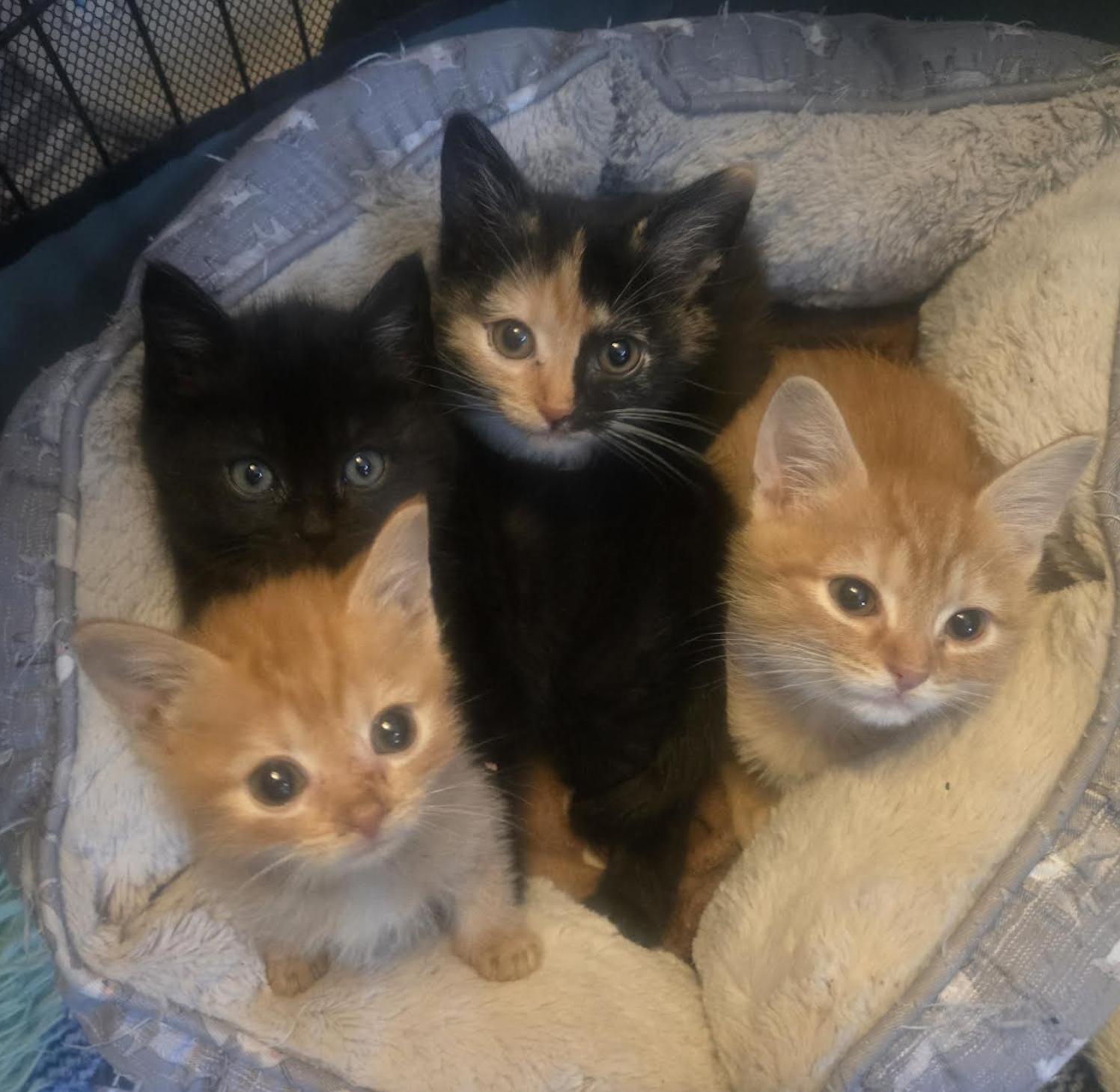 Enlarge Brice , a ADOPTABLE mixed breed in New York, NY image 4/4