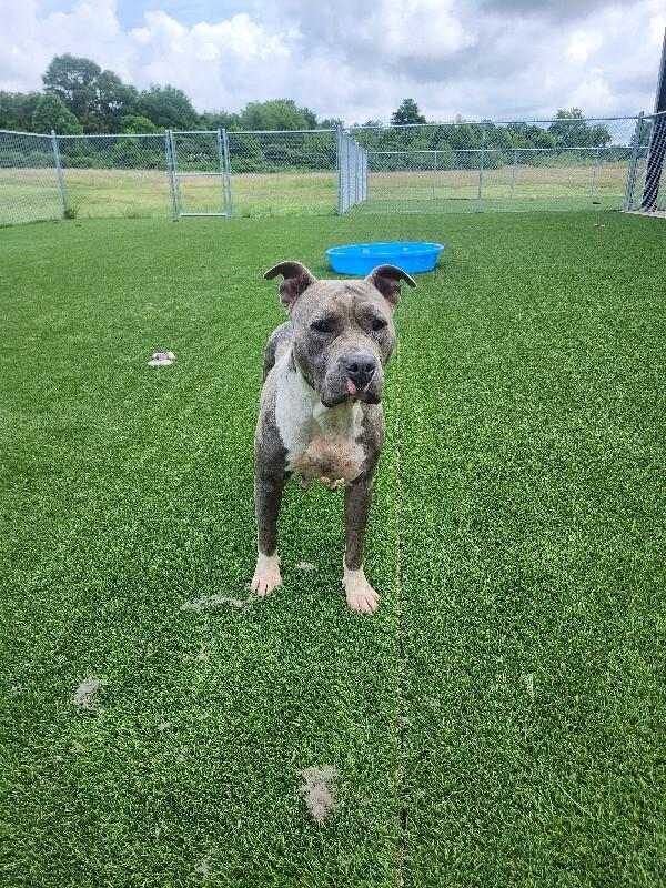 Dawn from HR, Adoptable, Adult Female Pit Bull Terrier & Mixed Breed.