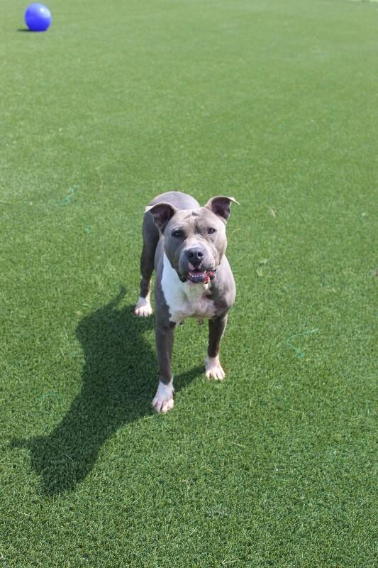 Enlarge Dawn from HR, a Adoptable mixed breed in Jackson, TN image 2/6