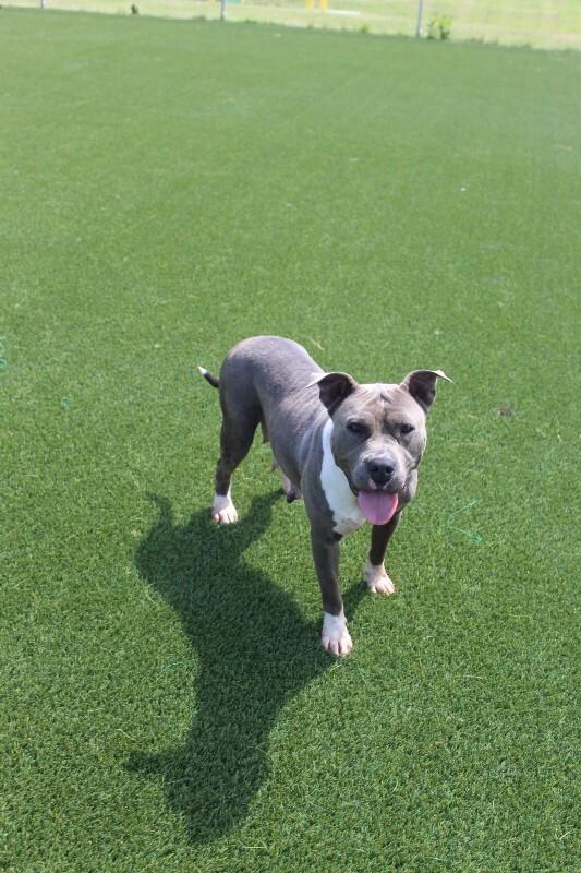 Enlarge Dawn from HR, a Adoptable mixed breed in Jackson, TN image 3/6