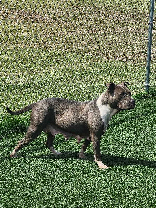 Enlarge Dawn from HR, a Adoptable mixed breed in Jackson, TN image 4/6