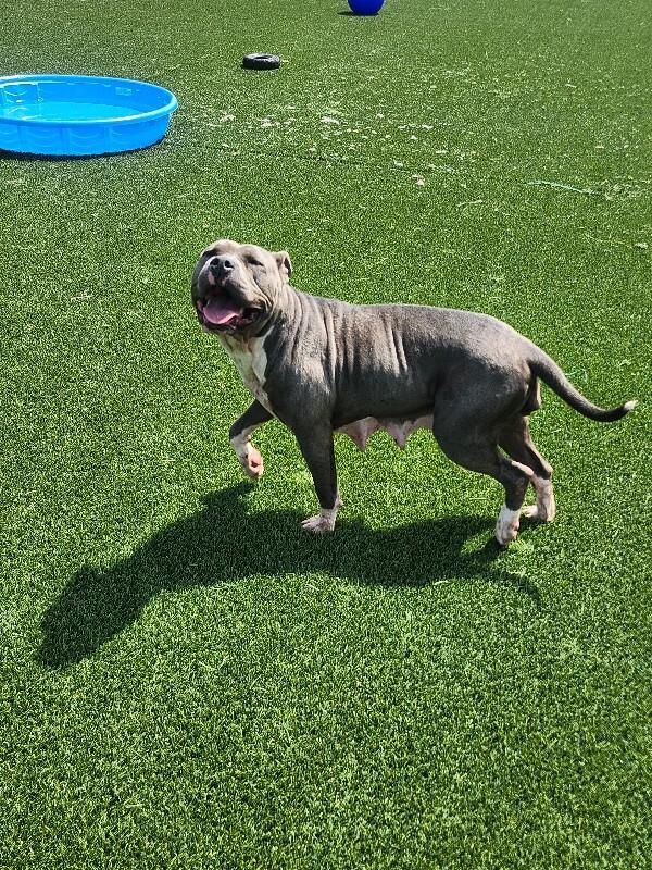 Enlarge Dawn from HR, a Adoptable mixed breed in Jackson, TN image 5/6