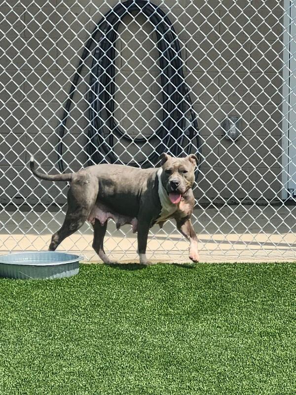 Enlarge Dawn from HR, a Adoptable mixed breed in Jackson, TN image 6/6