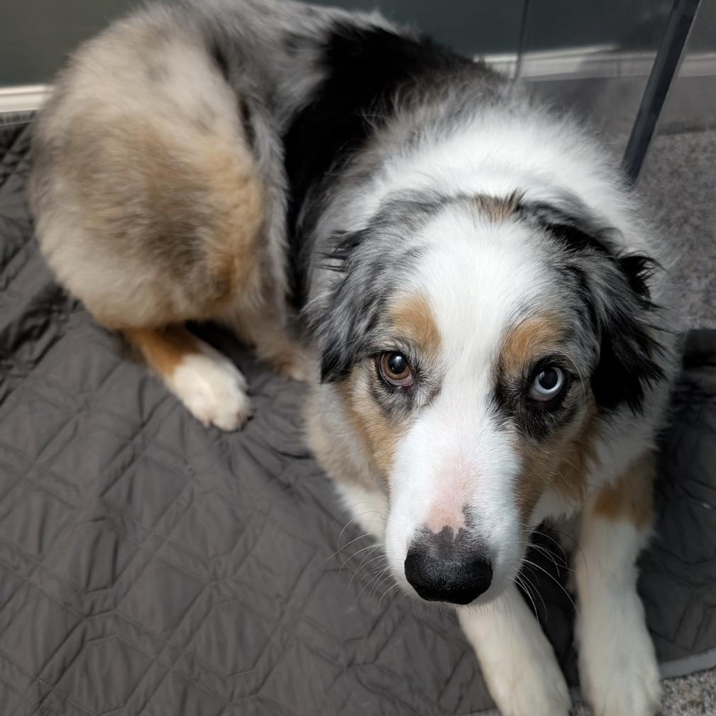 Annie, Adult Female unknown