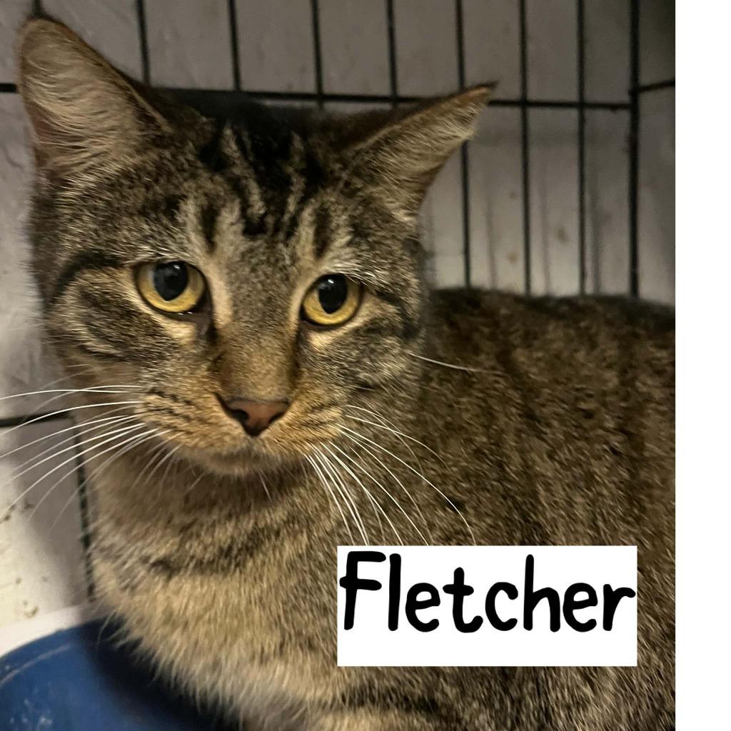 Fletcher, Adoptable, Young Male Domestic Short Hair.