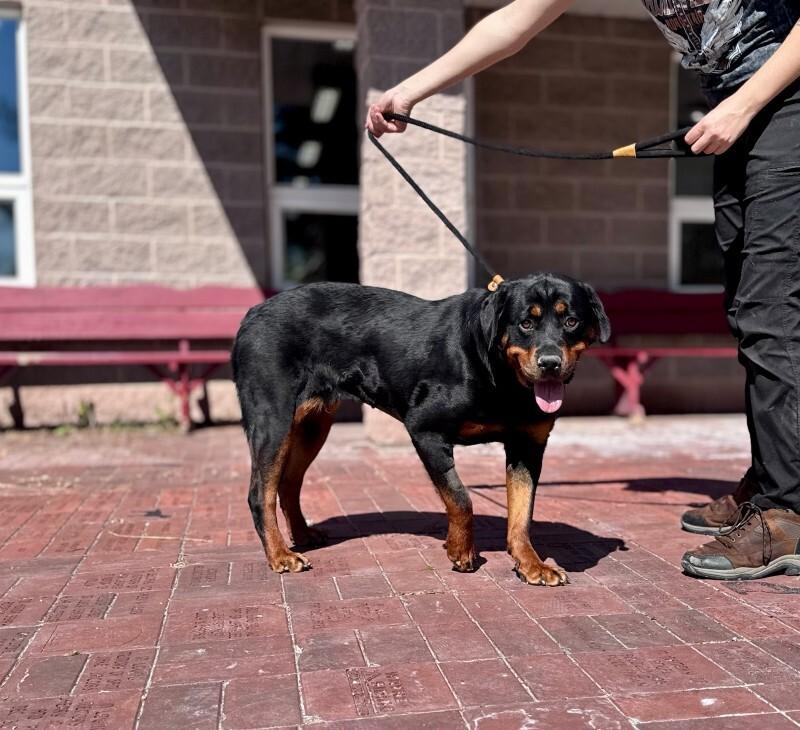 Kiara, a Adoptable Rottweiler in Wooster, OH image 1/2
