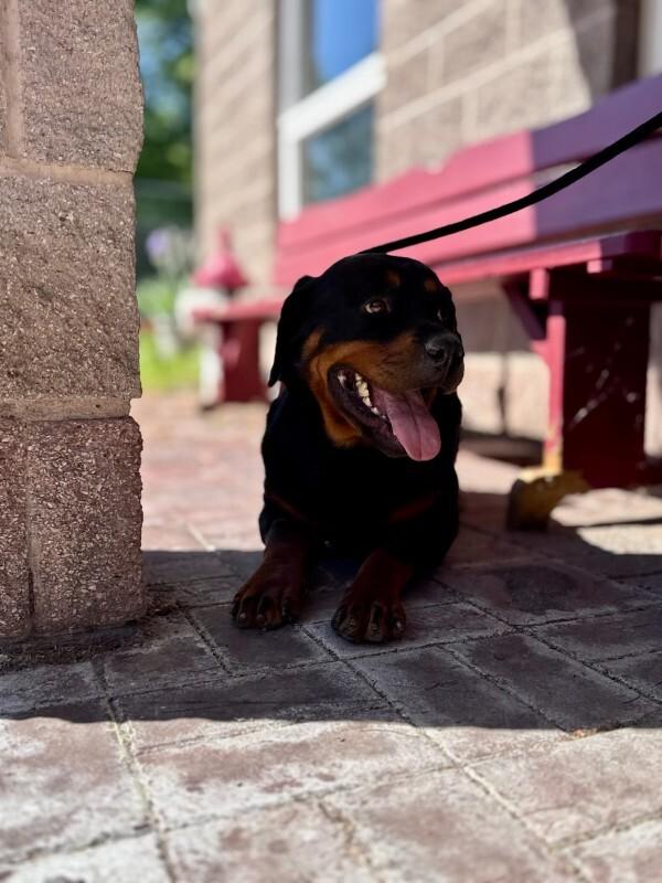Kiara, a Adoptable Rottweiler in Wooster, OH image 2/2