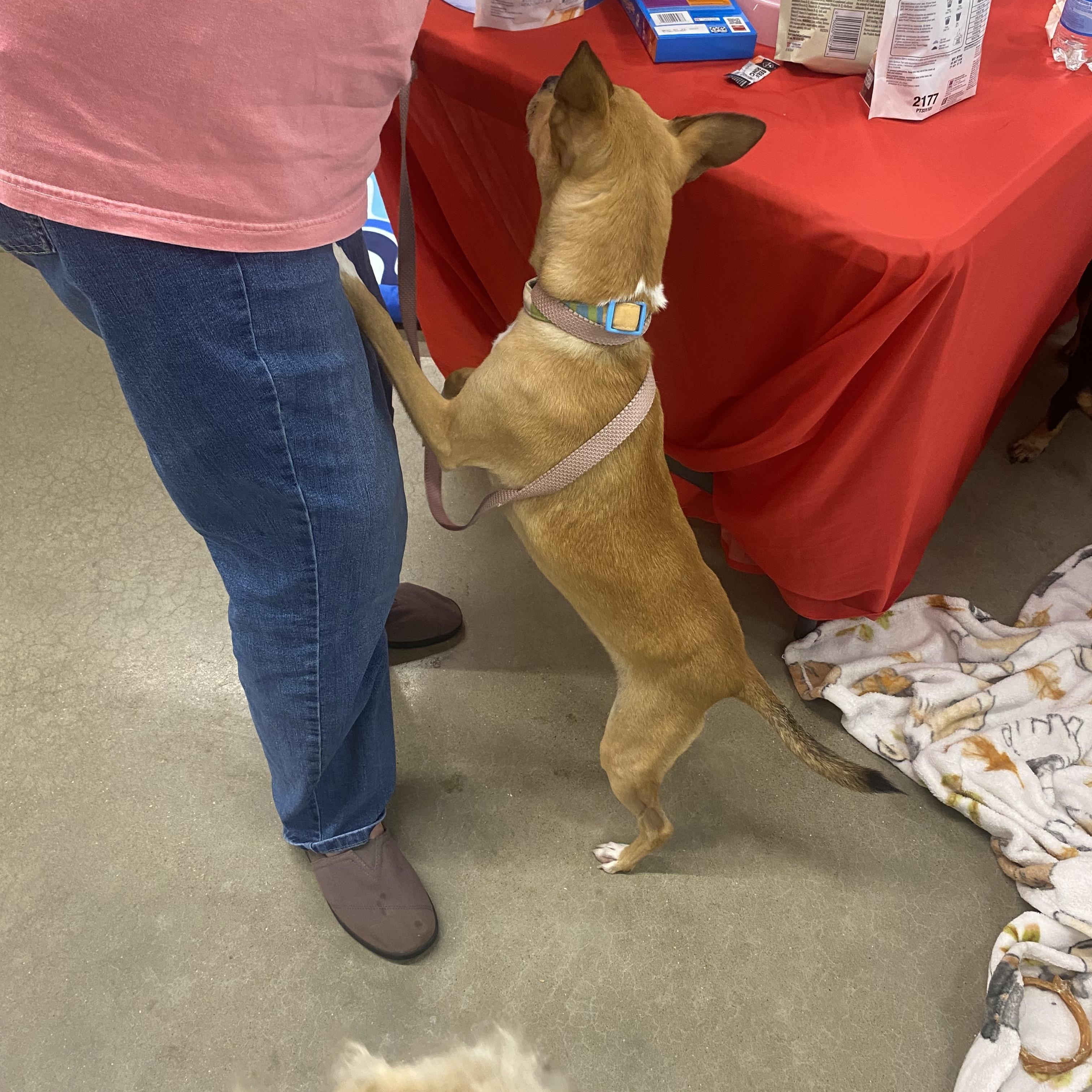 Bailey, an adopted mixed breed in Blytheville, AR image 4/4