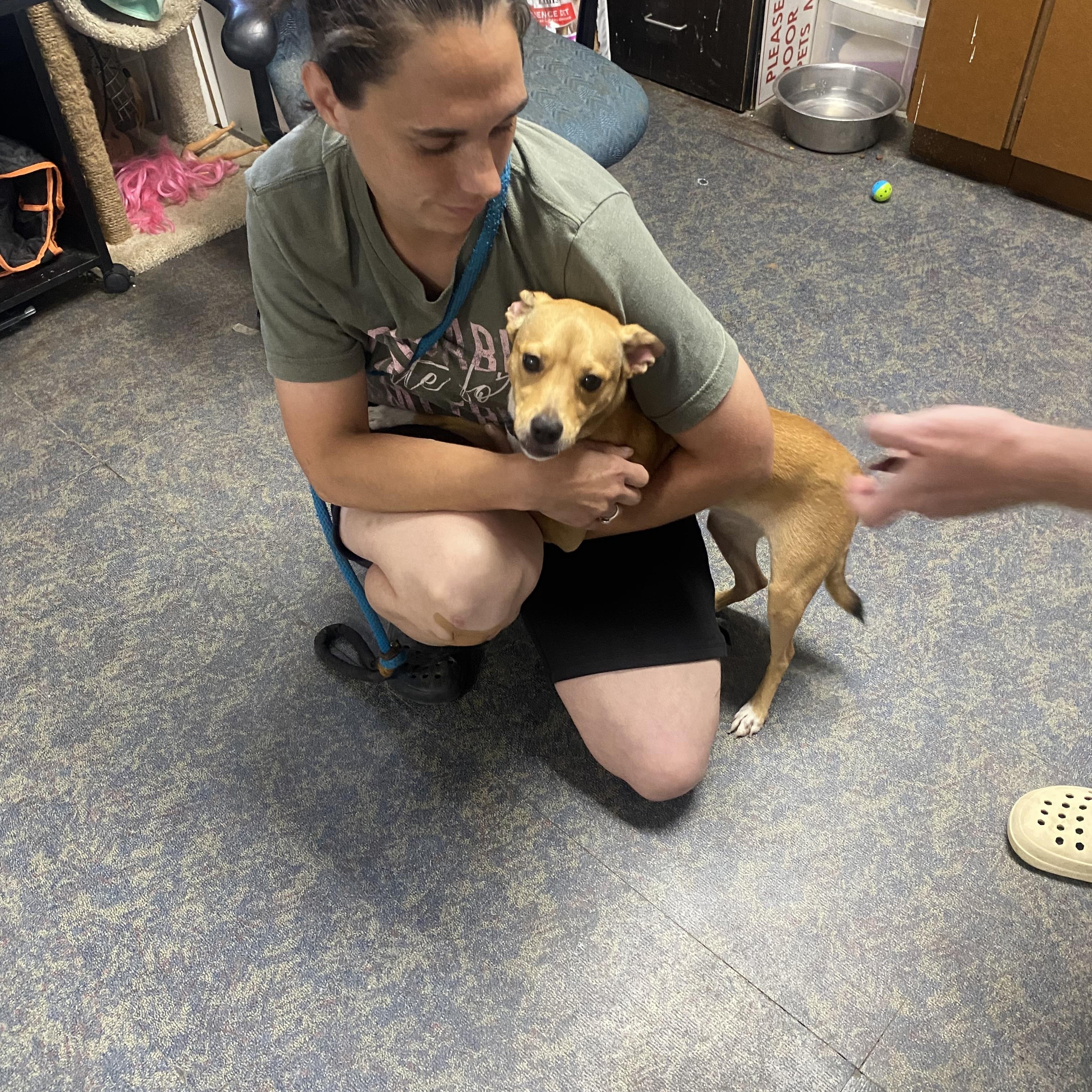 Enlarge Bailey, a ADOPTABLE mixed breed in Blytheville, AR image 3/3