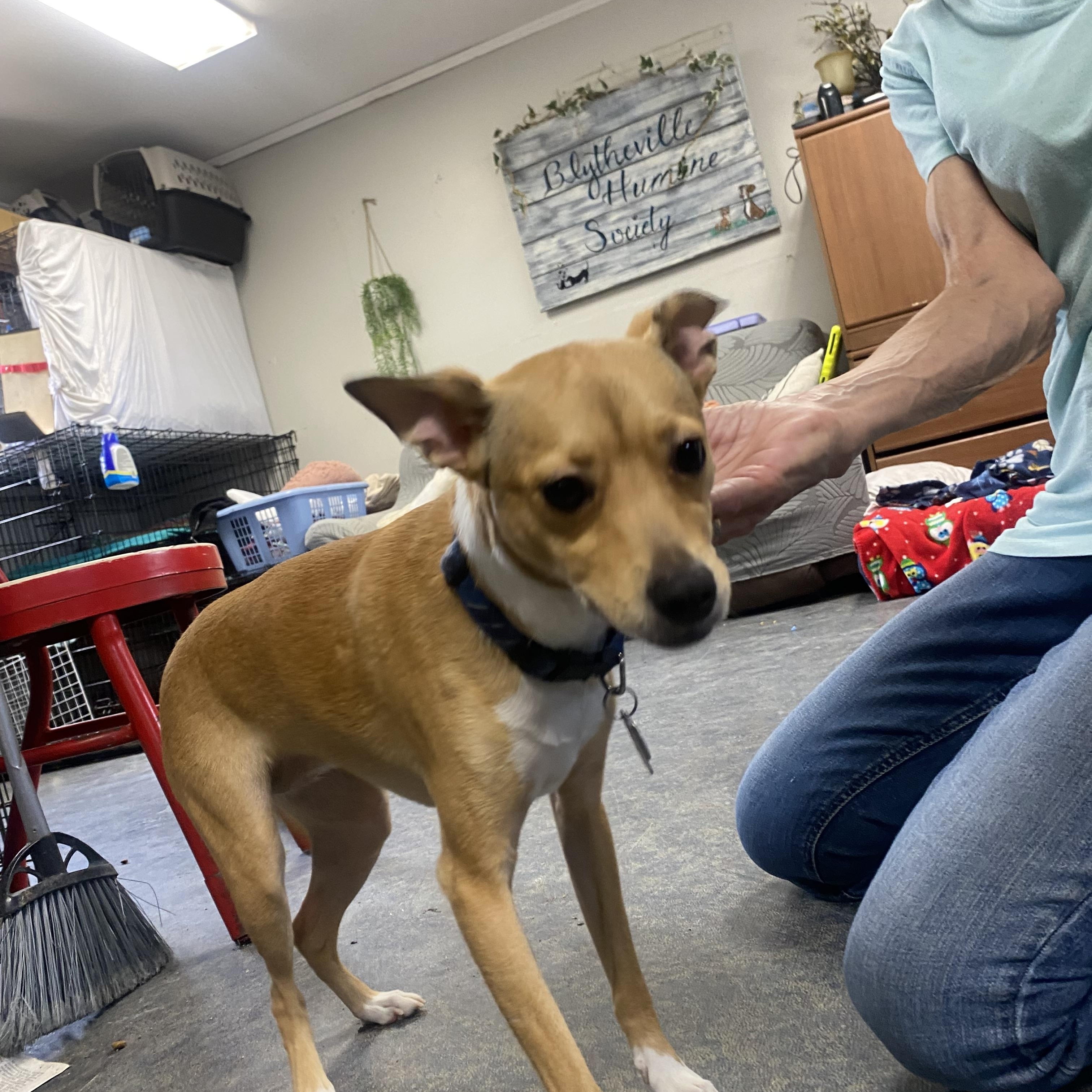 Enlarge Bailey, a ADOPTABLE mixed breed in Blytheville, AR image 1/3