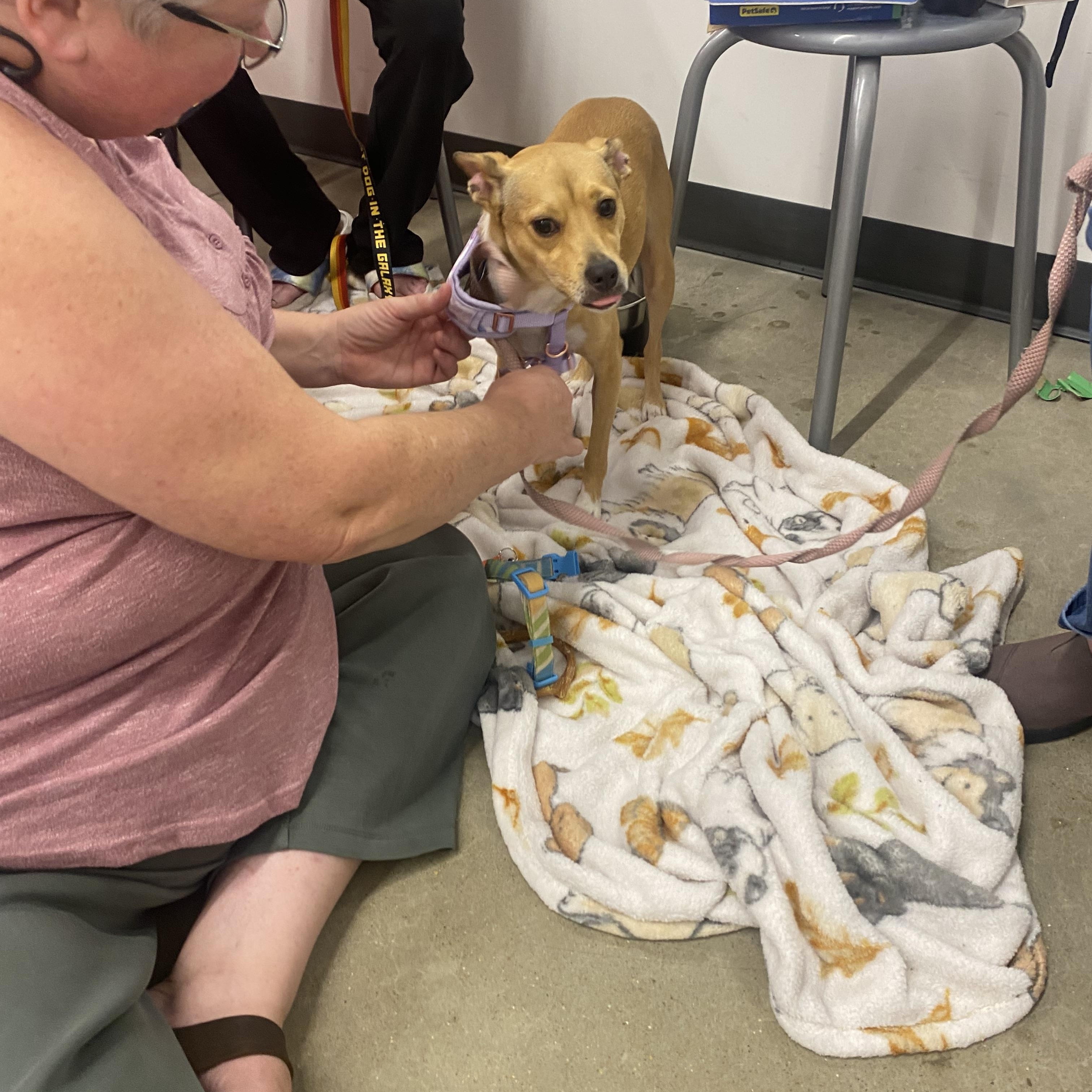 Bailey, an adopted mixed breed in Blytheville, AR image 3/4