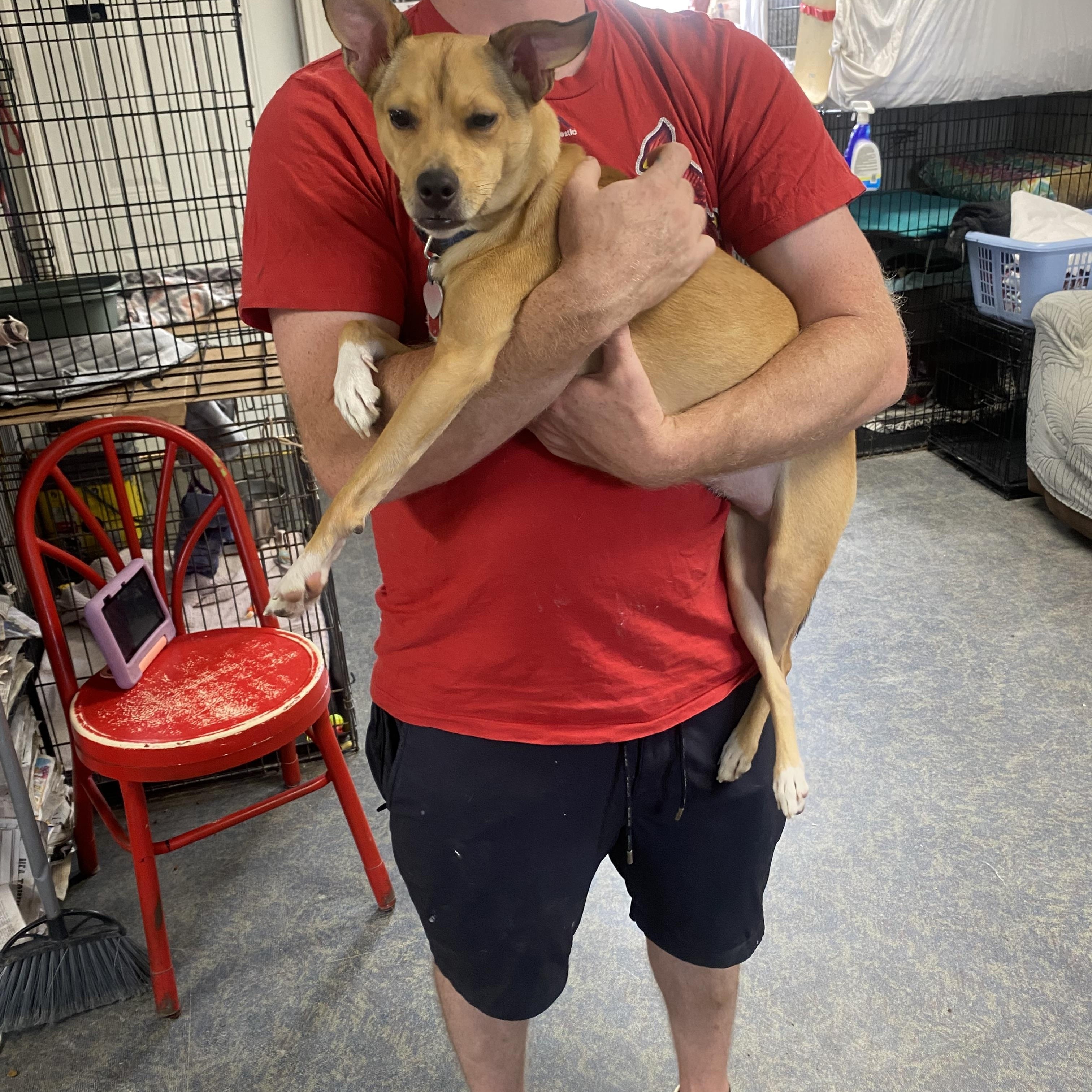 Enlarge Bailey, a ADOPTABLE mixed breed in Blytheville, AR image 2/3