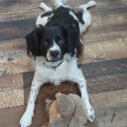 RIVER #10944 MO, Adopted, Adult Male Brittany Spaniel.