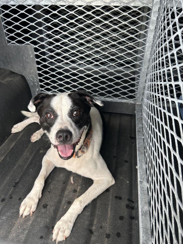 Enlarge Thunder, a Adoptable Mixed Breed in Alexandria, VA image 1/1