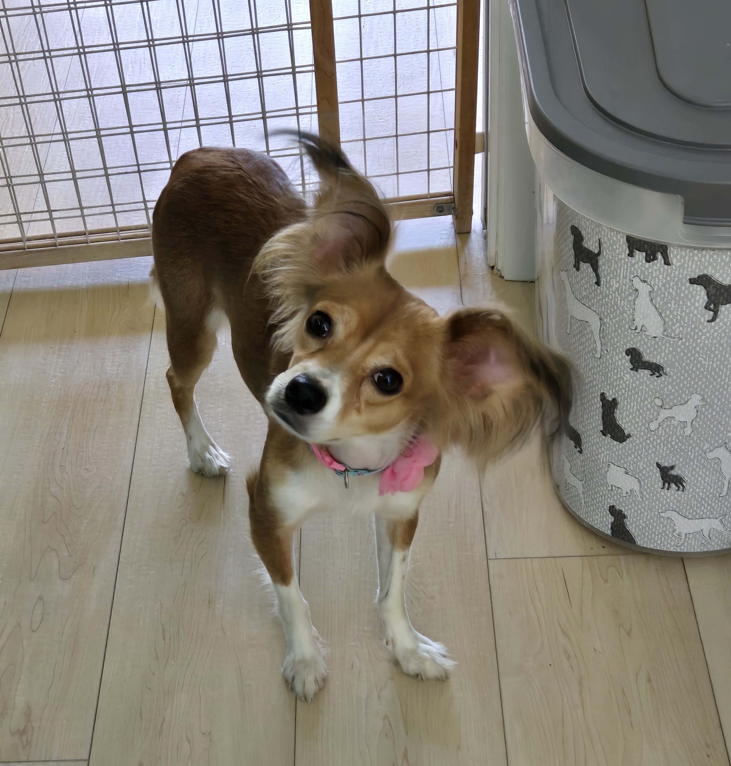 Pixie, Adopted, Young Female Papillon.
